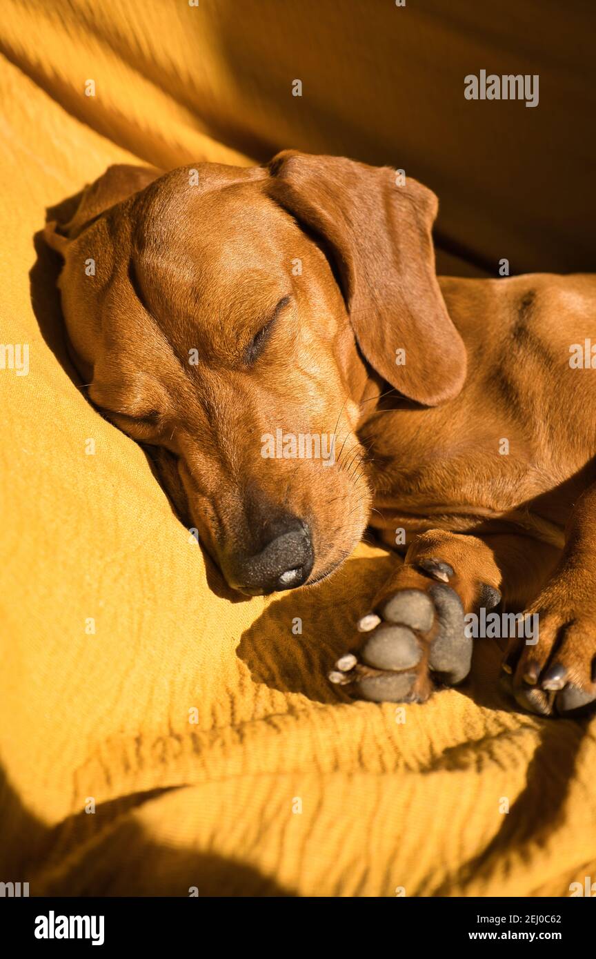 Beautiful purebred dachshund dog, also called a teckel, Viennese dog