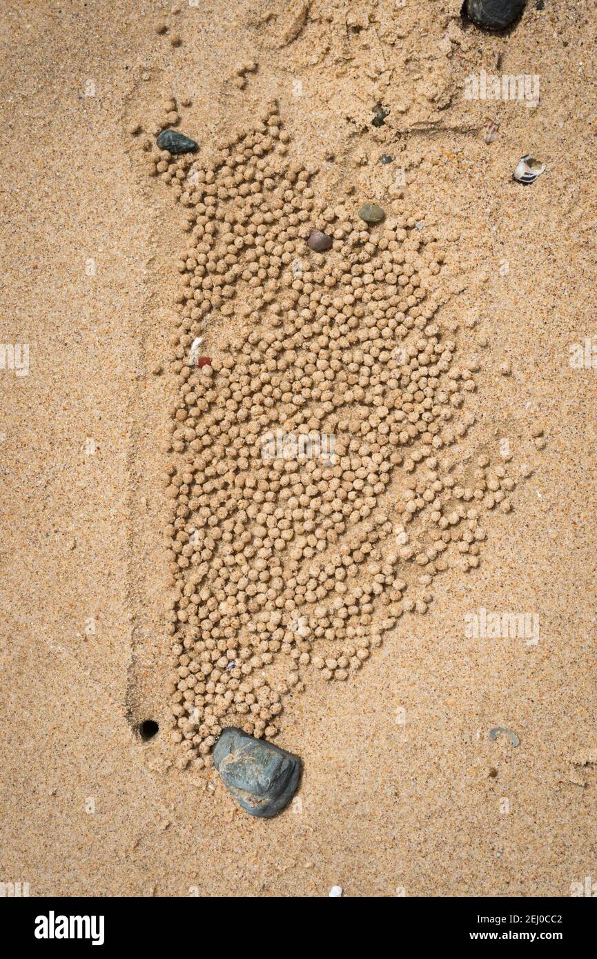 Balls of sand created by a sand bubbler crab, Shelly Beach, Port