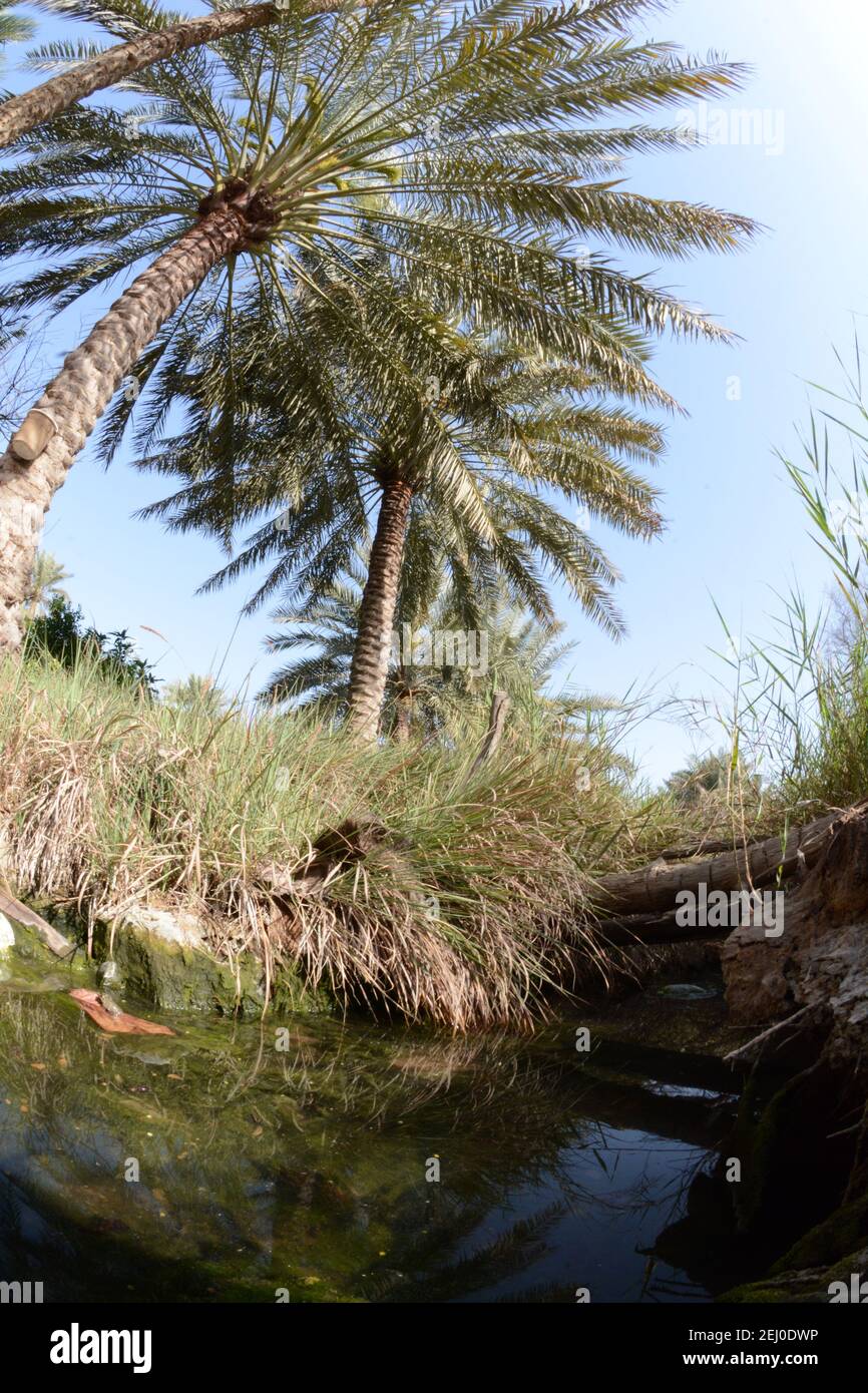 Date palm , tree of the palm family cultivated for its sweet edible