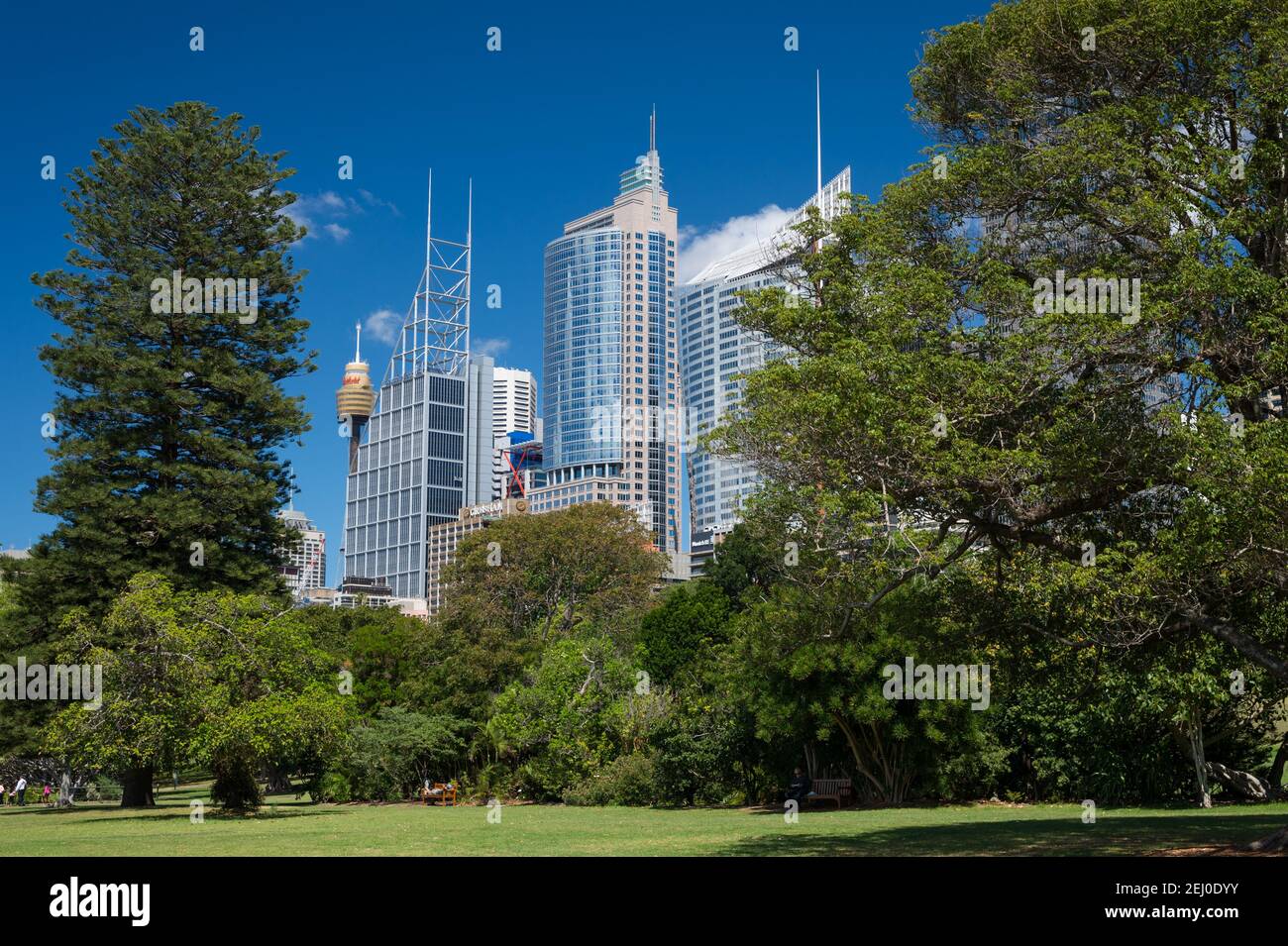 The CBD seen through the Royal Botanic Garden, Sydney, New South Wales, Australia. Stock Photo