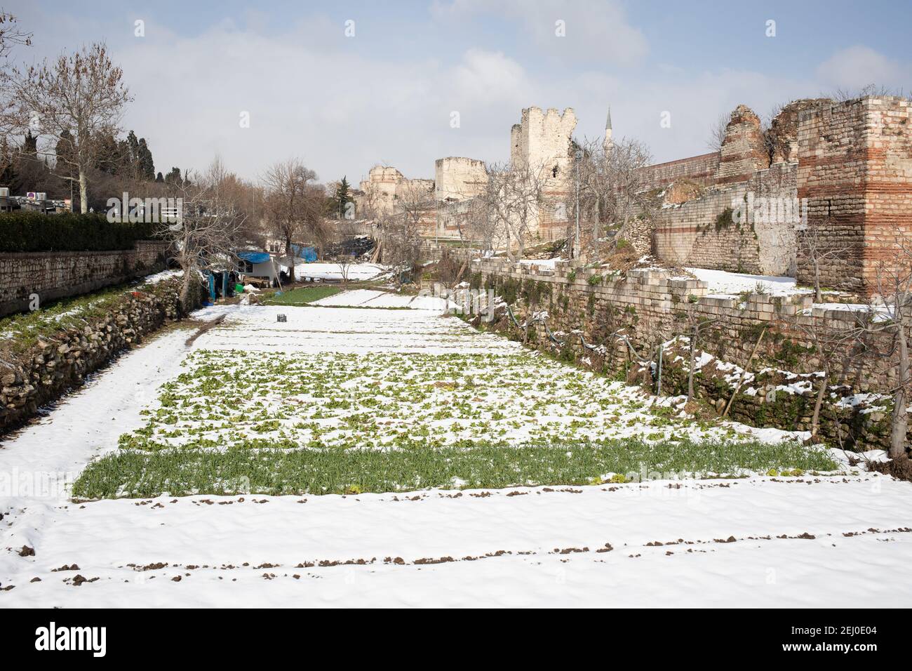 Historical Yedikule urban vegetable gardens under the snow near old