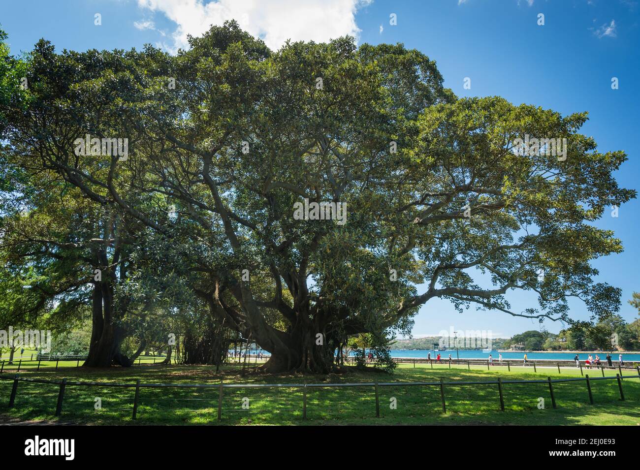 Moreton Bay fig tree (Ficus macrophylla), Royal Botanic Garden, Sydney