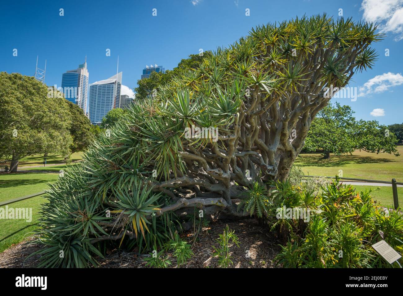 Dragon tree (Dracaena draco), Royal Botanic Garden, Sydney, New South Wales, Australia. Stock Photo