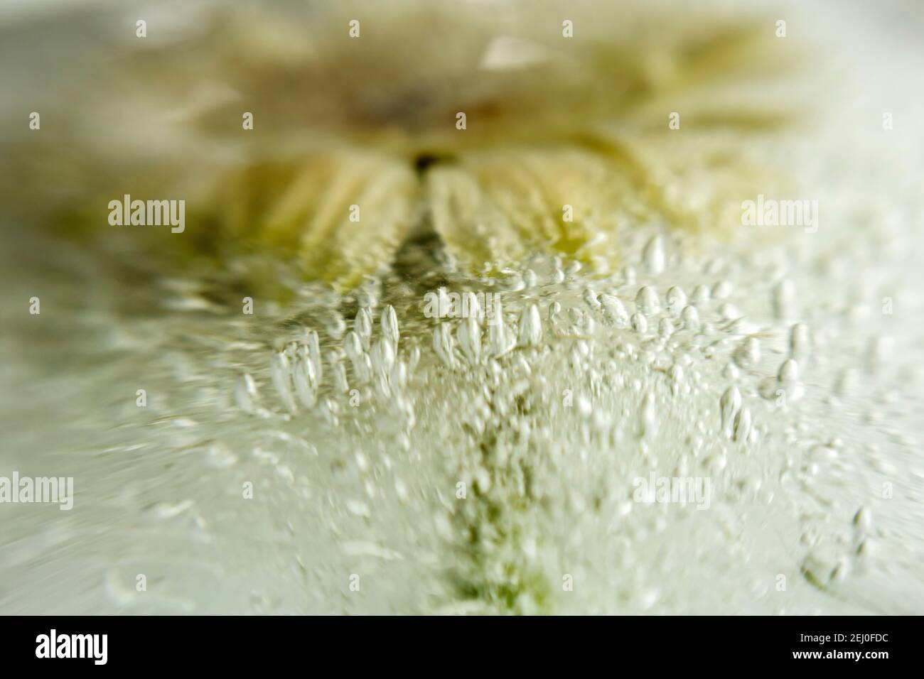 WA19256-00...WASHINGTON -  Gerbera in frozen water photographed with a Lensbaby Velvet 85. Stock Photo
