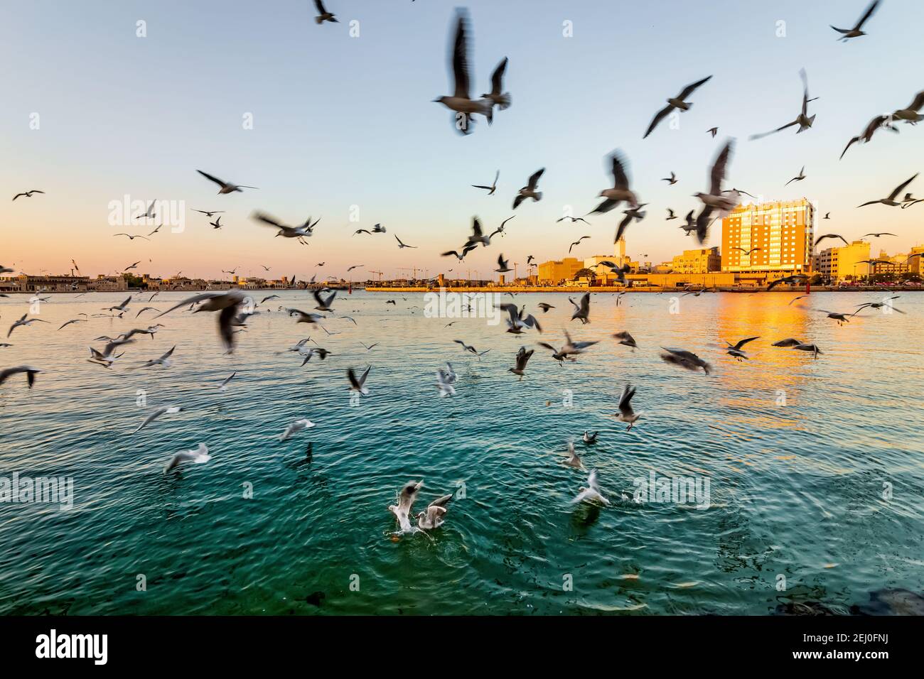 Beautiful shot of seagull birds on the blue water at Dubai Creek, United Arab Emirates. Stock Photo