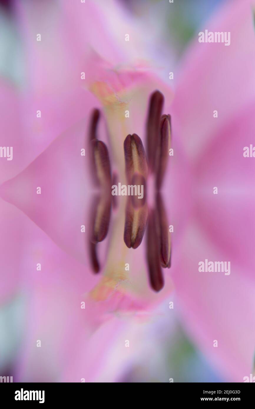 WA19282-00...WASHINGTON - Vision of a center of a flower. Stock Photo