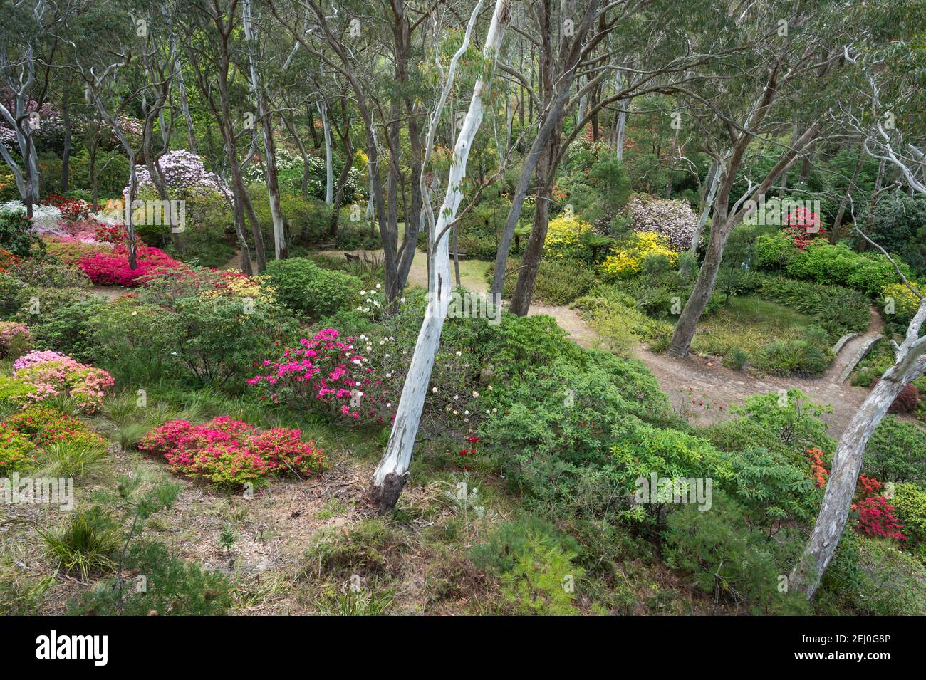 The Campbell Rhododendron Gardens, Blackheath, Blue Mountains, New South Wales, Australia. Stock Photo