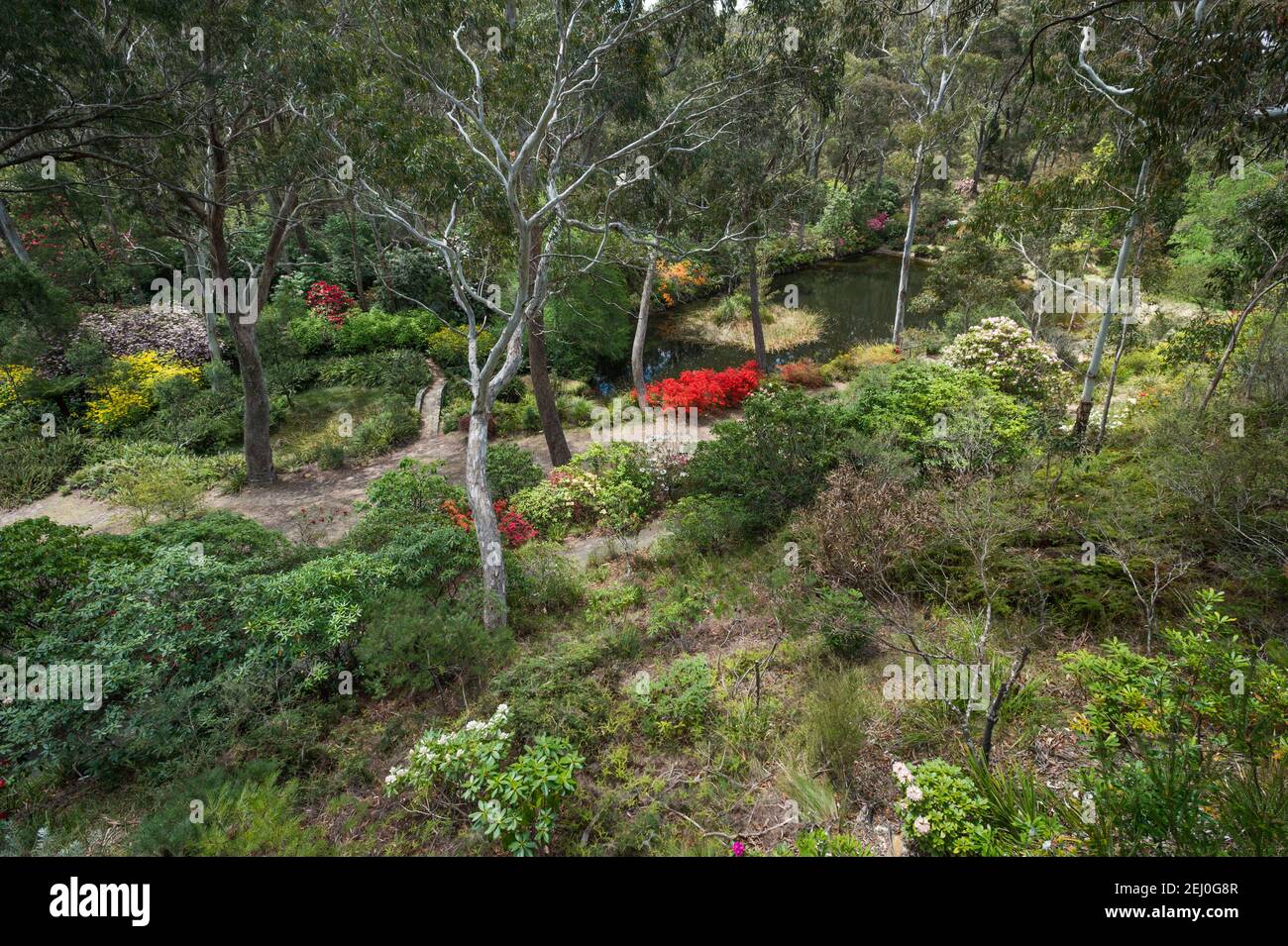 The Campbell Rhododendron Gardens, Blackheath, Blue Mountains, New South Wales, Australia. Stock Photo