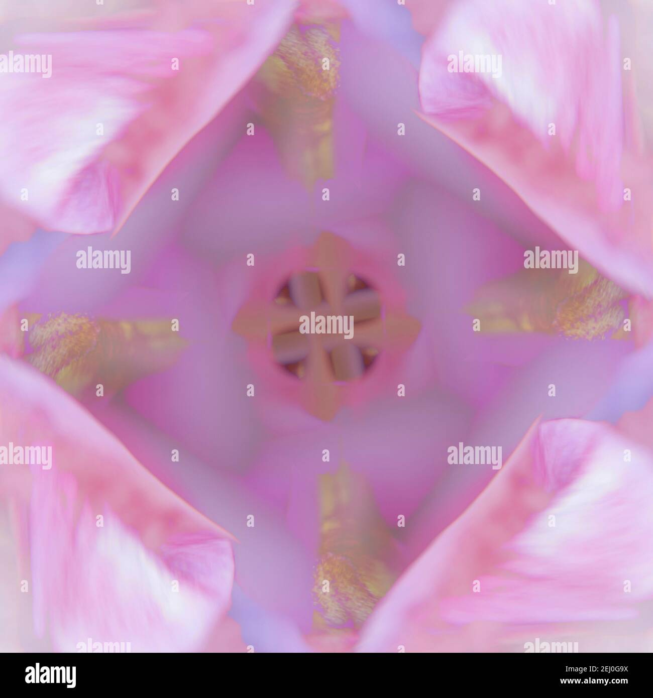 WA19283-00...WASHINGTON - Center of a flower. Stock Photo