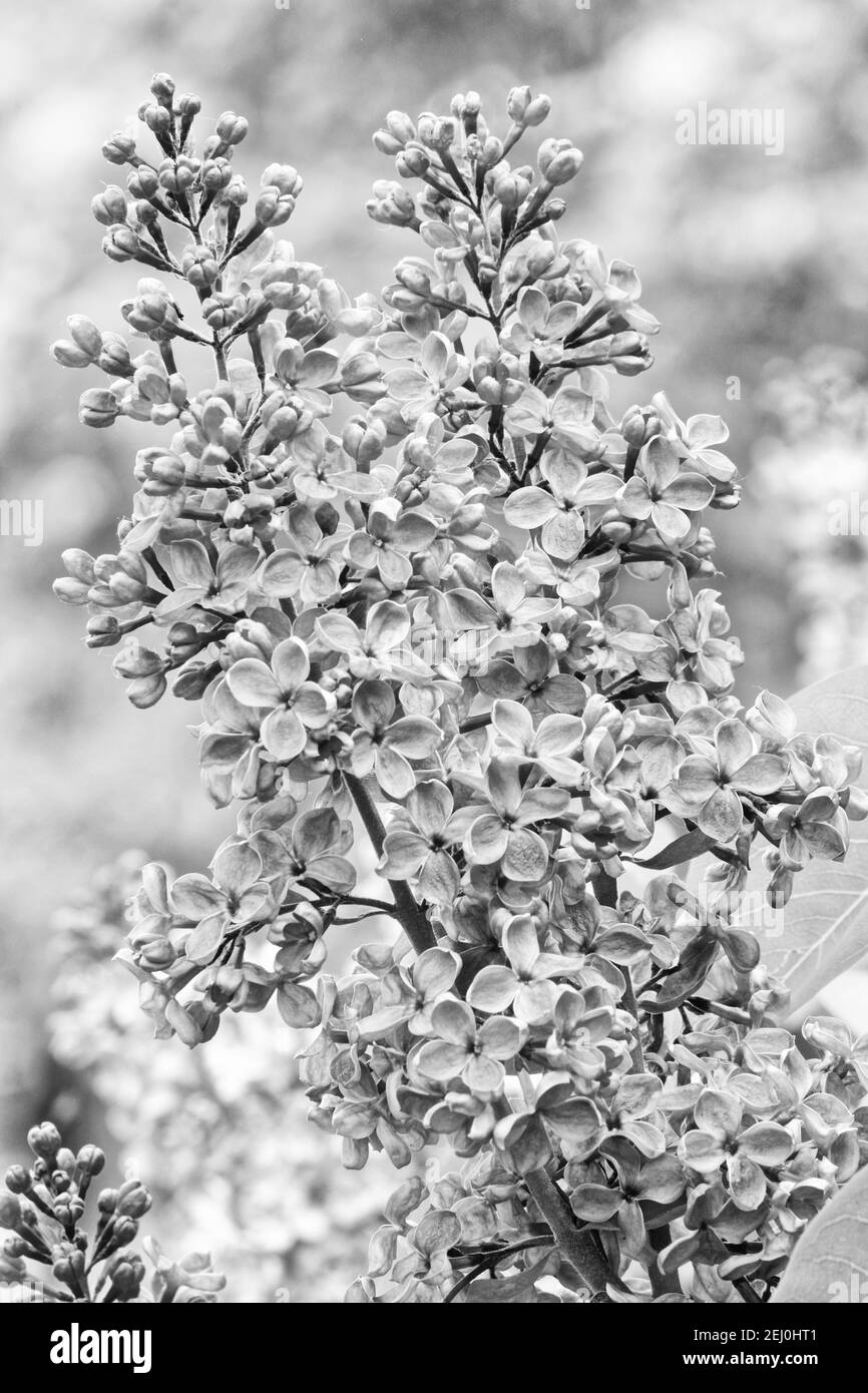 Photo Lilac (Latin Syrínga) is a genus of shrubs belonging to the