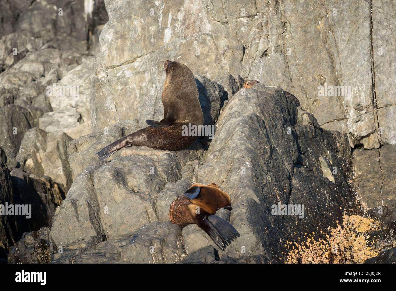 Australian Fur Seal Arctocephalus Pusillus Doriferus Barunguba australian-fur-seal-arctocephalus-pusillus-doriferus-barunguba