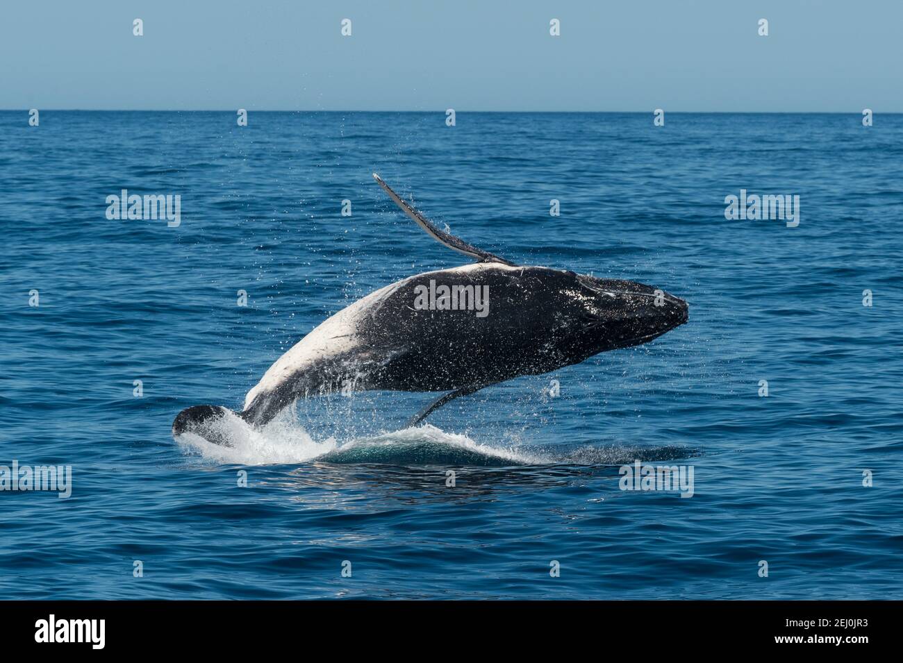 Humpback whale watching, Merimbula Bay, New South Wales, Australia. Stock Photo