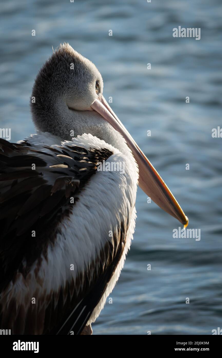 Australian pelican (Pelecanus conspicillatus), Bullock Island, Lakes Entrance, Victoria, Australia. Stock Photo