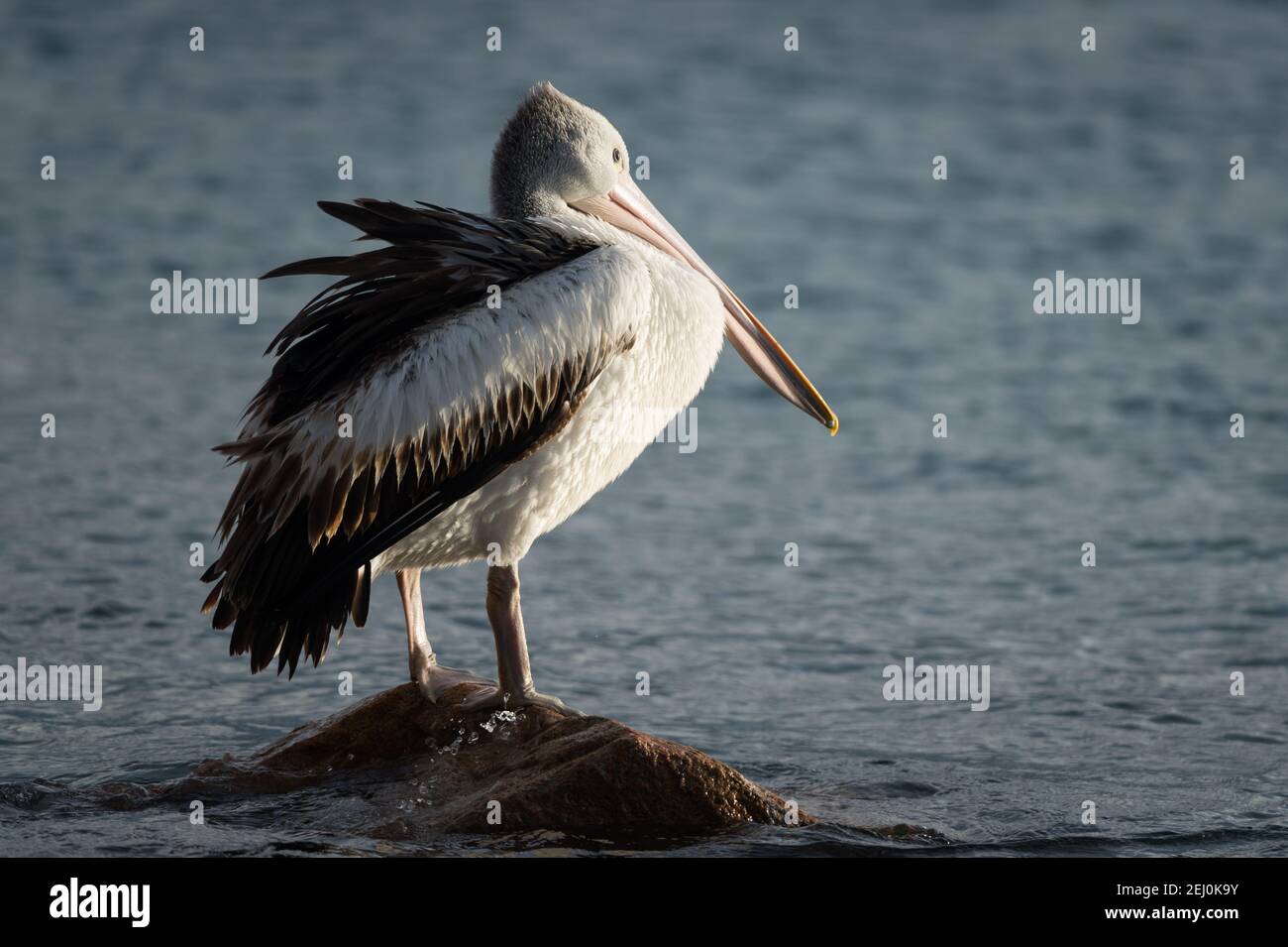 Australian pelican (Pelecanus conspicillatus), Bullock Island, Lakes Entrance, Victoria, Australia. Stock Photo