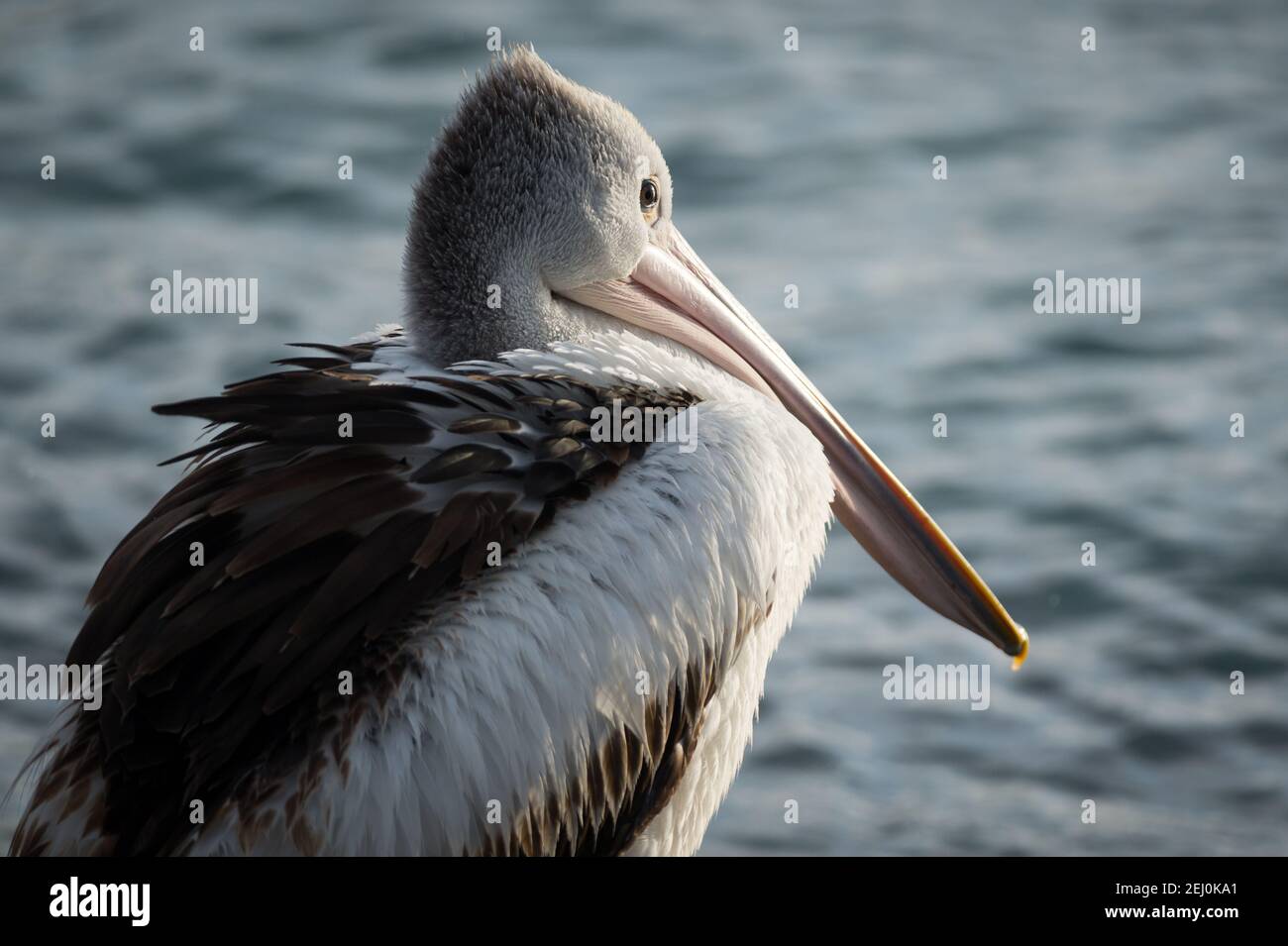 Australian pelican (Pelecanus conspicillatus), Bullock Island, Lakes Entrance, Victoria, Australia. Stock Photo