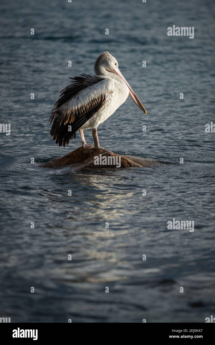 Australian pelican (Pelecanus conspicillatus), Bullock Island, Lakes Entrance, Victoria, Australia. Stock Photo