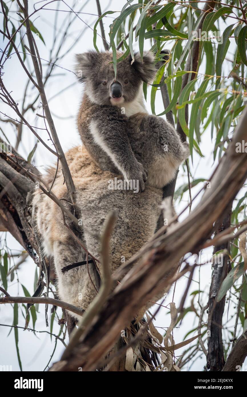 Koala (Phascolarctos cinereus), Raymond Island, Victoria, Australia. Stock Photo