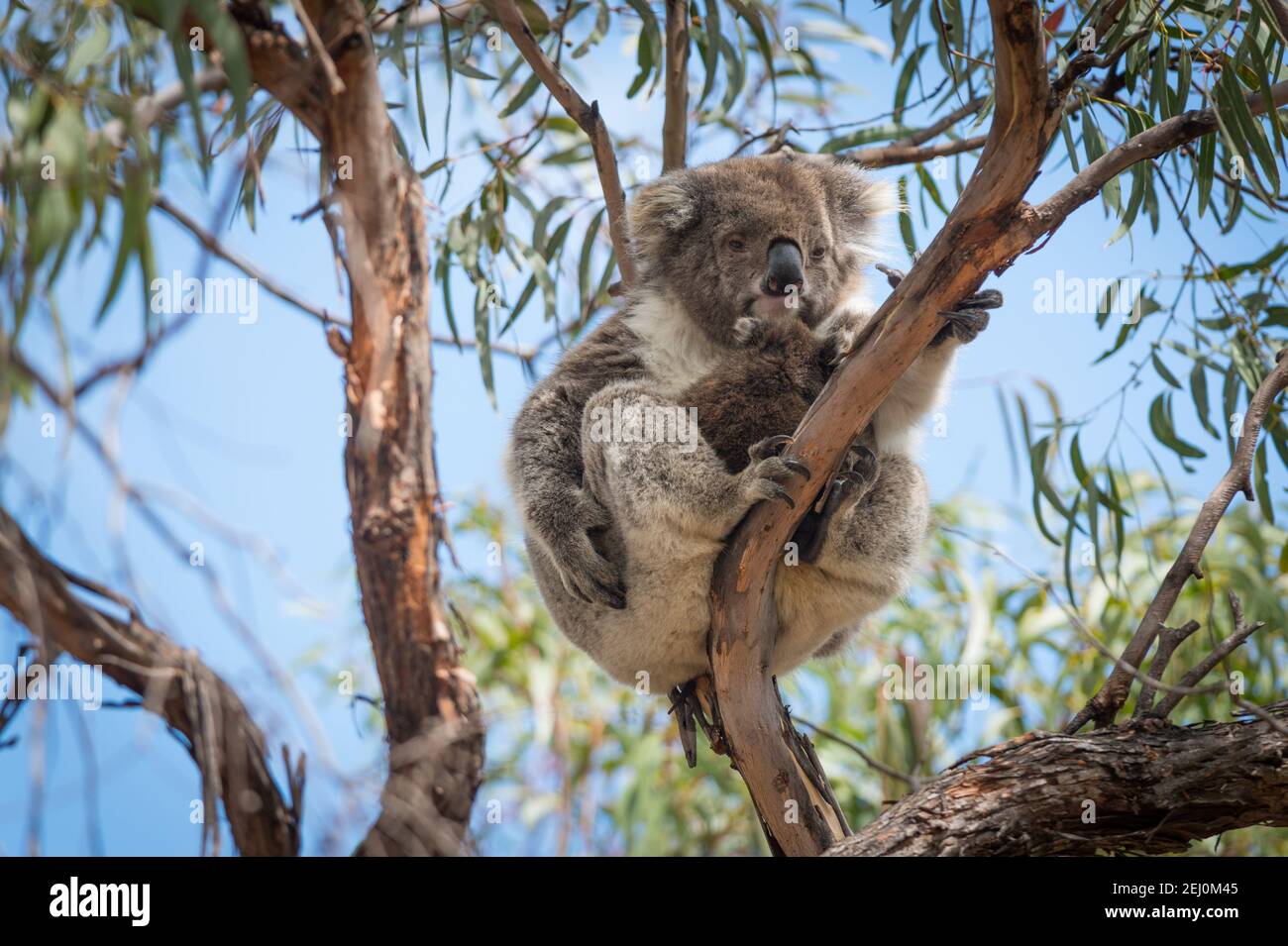 Koala (Phascolarctos cinereus), Raymond Island, Victoria, Australia. Stock Photo