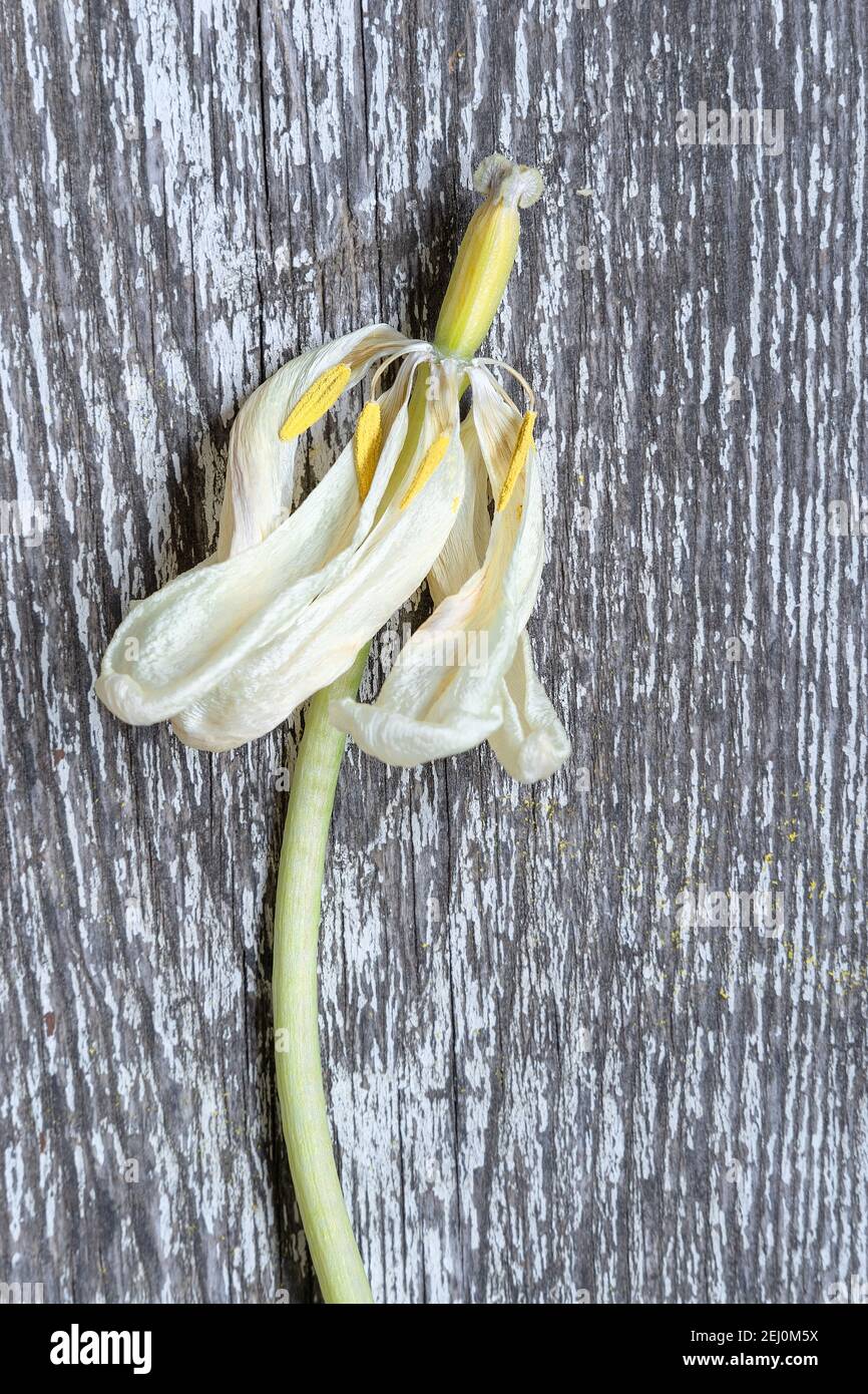 One blooming dried white tulip with a stalk on the base of an old worn board.  The amazing artistic elegance of the flower blossom Stock Photo