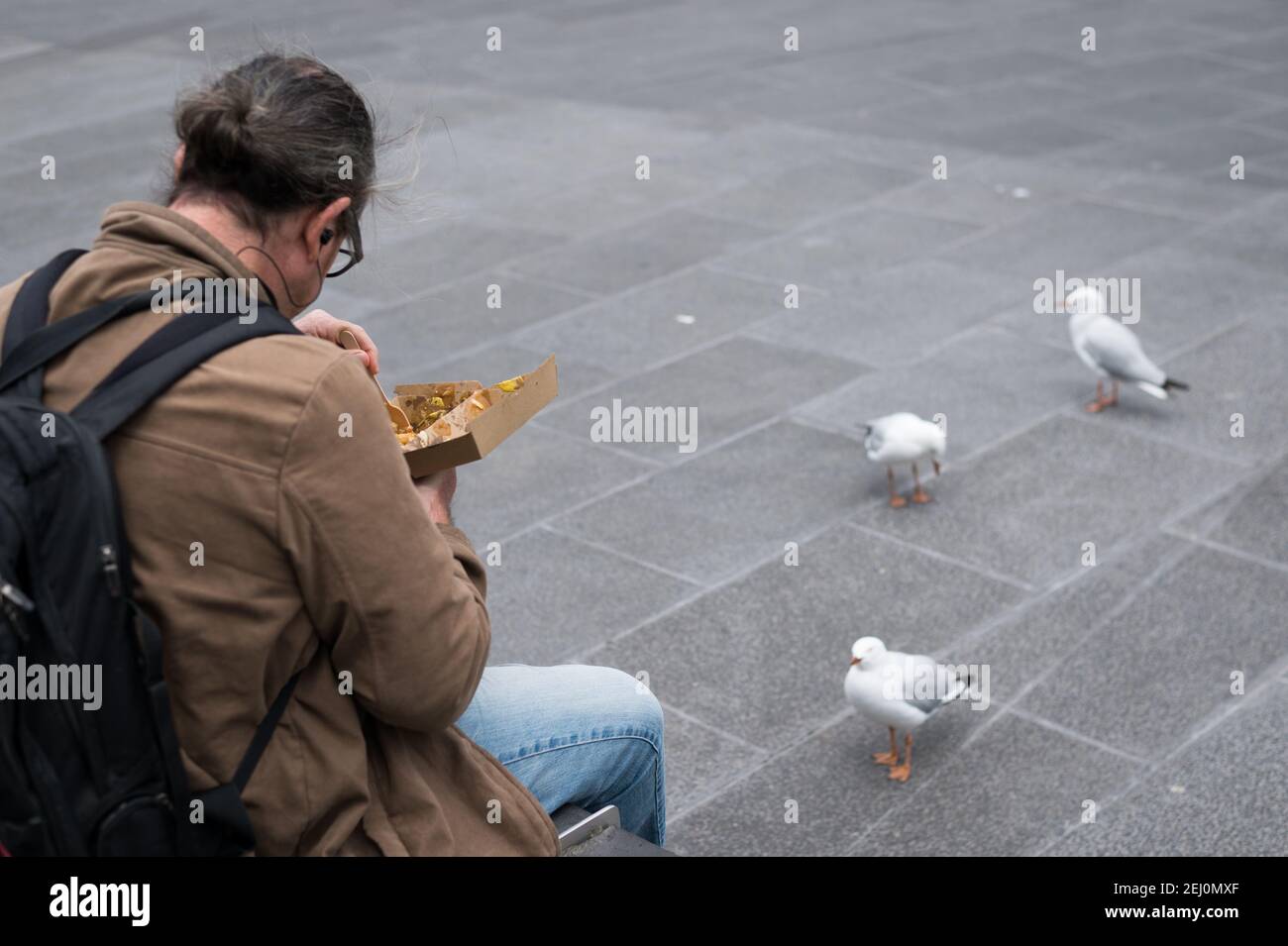 Silver gulls queue up to try to steal food in Federation Square, Melbourne, Victoria, Australia. Stock Photo
