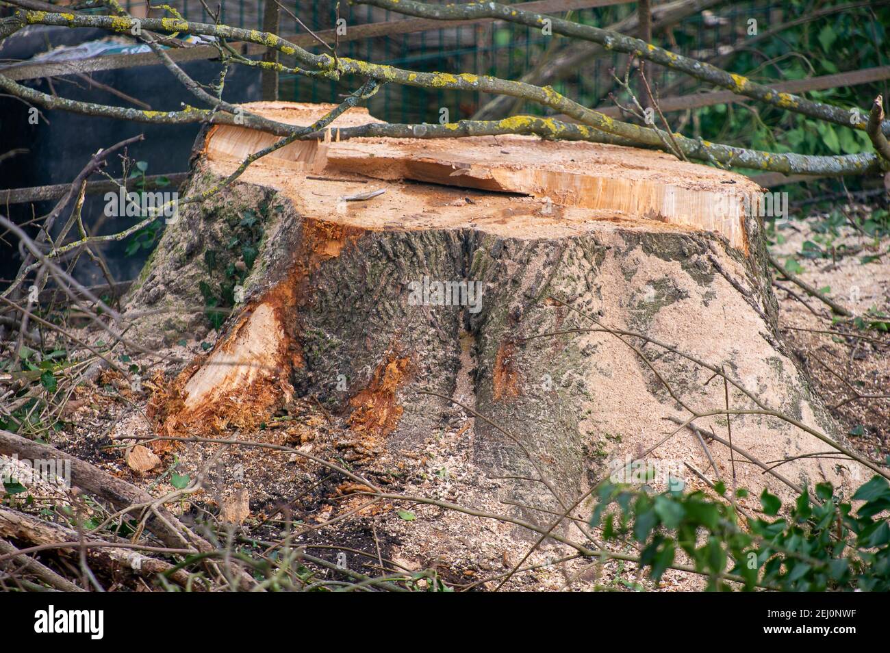 Aylesbury, Buckinghamshire, UK. 20th February, 2021. HS2 Ltd have taken over an area of woodland in Aylesbury this week and have been felling huge mature trees late at night and into the early hours in the beautiful Spinney woodland. HS2 have been unable to provide a copy of the Natural England Licence that they must have to allow this work to take place as bat roots are believed to be present in the woods. HS2 security guards are guarding the wood 24/7 and are also using vicious dogs to guard their nearby compound. The High Speed 2 railway link from London to Birmingham is carving a huge scar Stock Photo