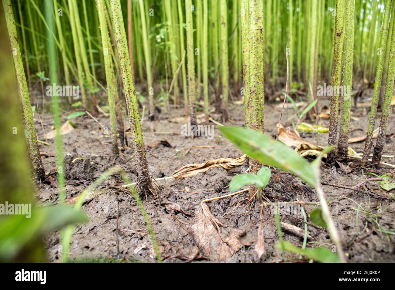 Jute fiber hi-res stock photography and images - Alamy