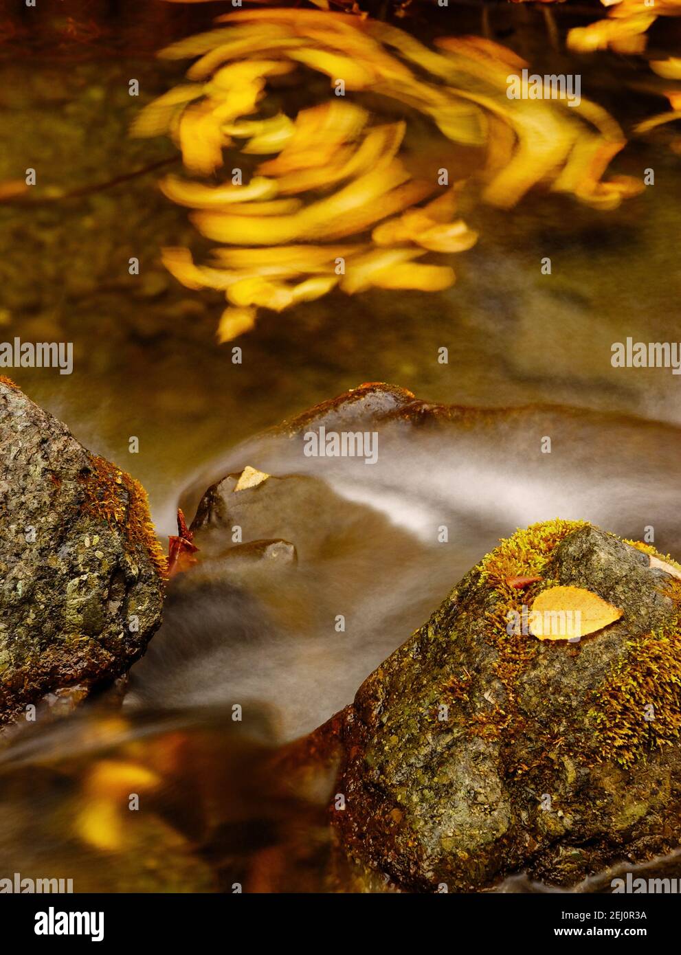 Autumn leaves turning in a circle in a river Stock Photo
