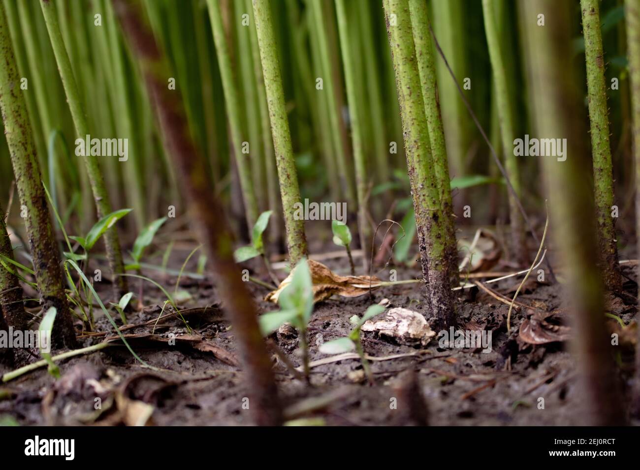 Jute arranged in rows in the green field. These are highquality jute of Bangladesh. Highlevel