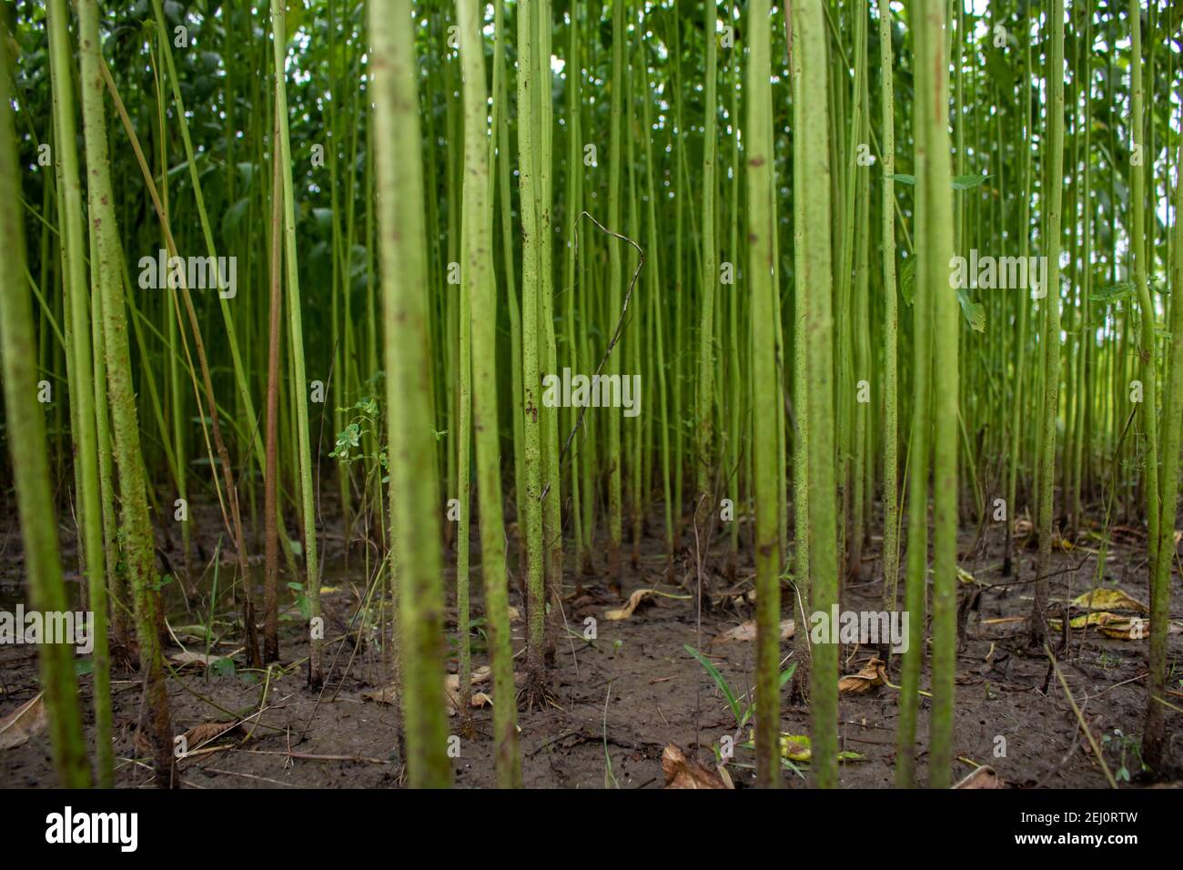 The field is full of jute. Rows of arranged jute. The images are of