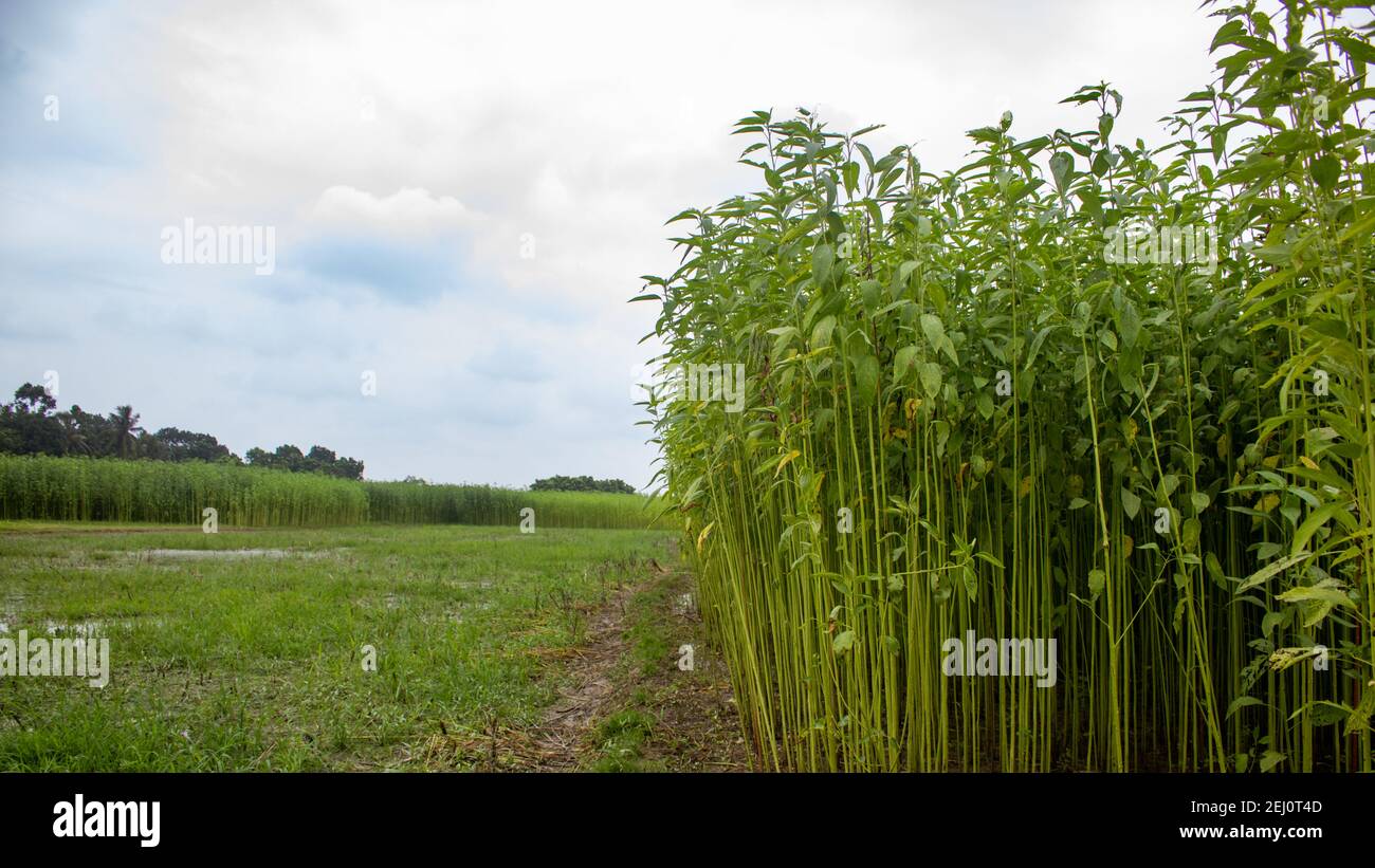 Green jute field. Jute arranged in rows. This is the highest quality jute in Bangladesh Stock