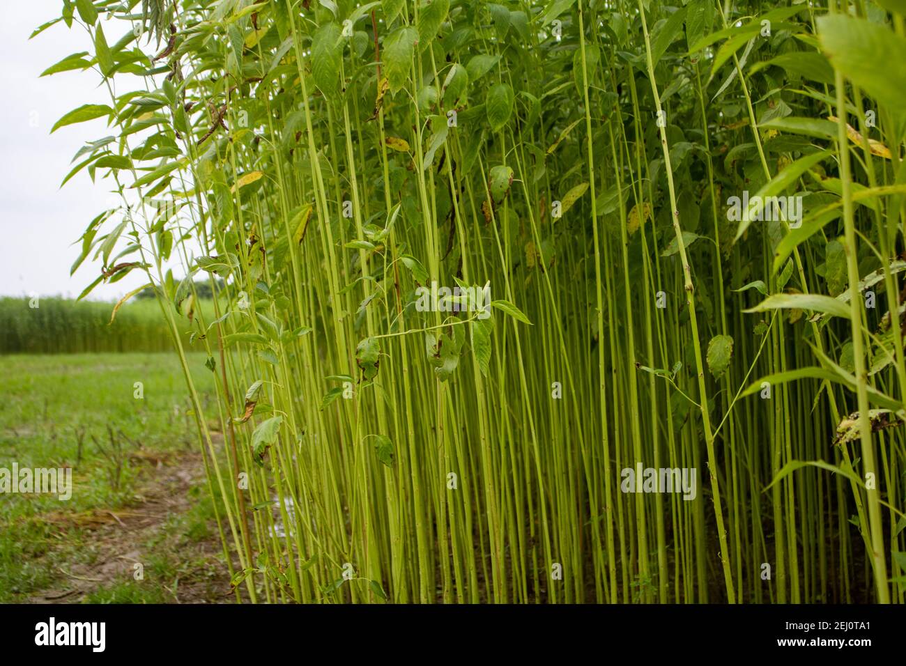 Green jute field. Jute arranged in rows. This is the highest quality jute in Bangladesh Stock