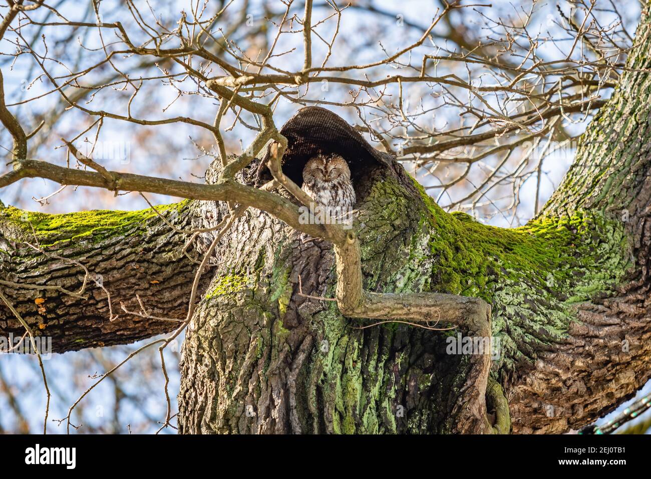 A small tawny owl, Strix aluco, sitting on the top of an oak tree with brown and green bark hiding underneath a roof. Sunny winter day with blue sky. Stock Photo