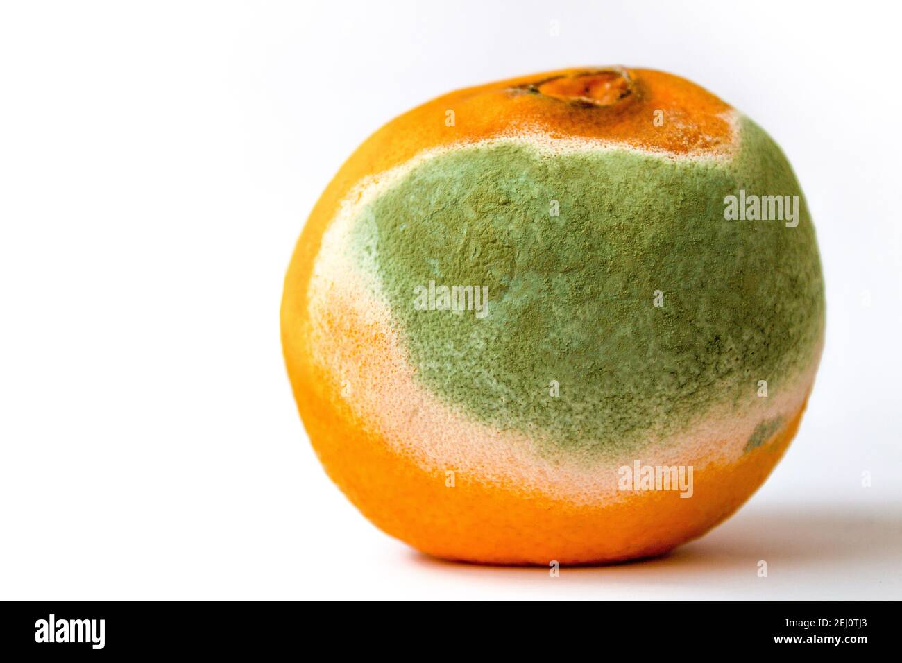 Rotten orange with mold on light background, Close Up. Ugly food consept expired fruit. Stock Photo