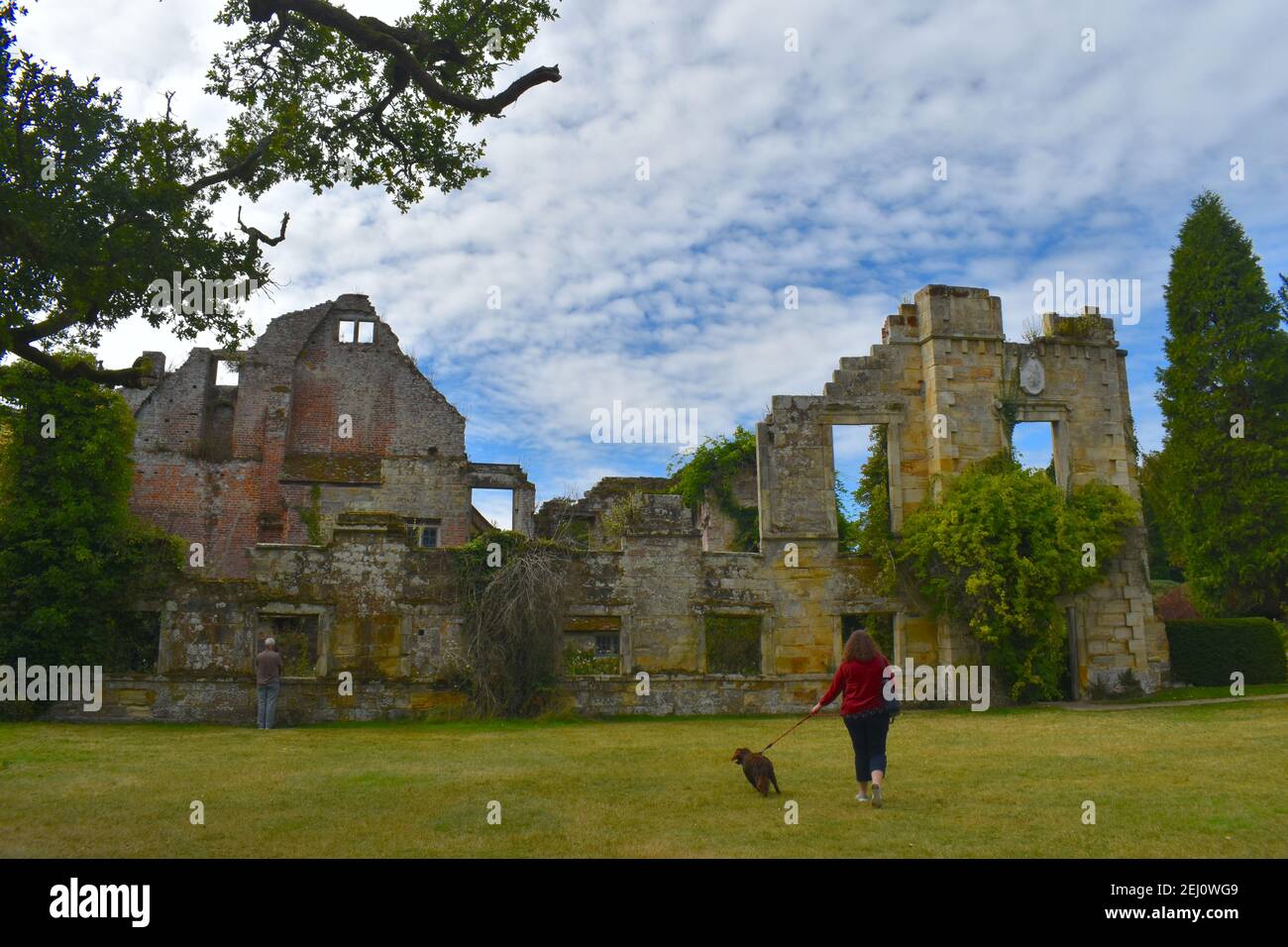 Woman walking a dog by the ruins of a British medieval castle. Formal gardens with panoramic views of a moated fortress and an English country mansion Stock Photo