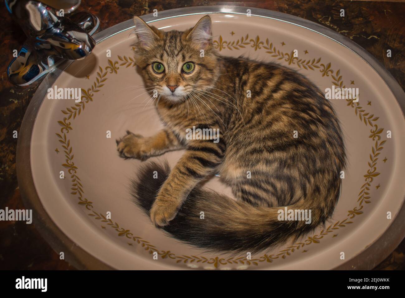 A young cat trying to sleep in the bathroom sink Stock Photo Alamy