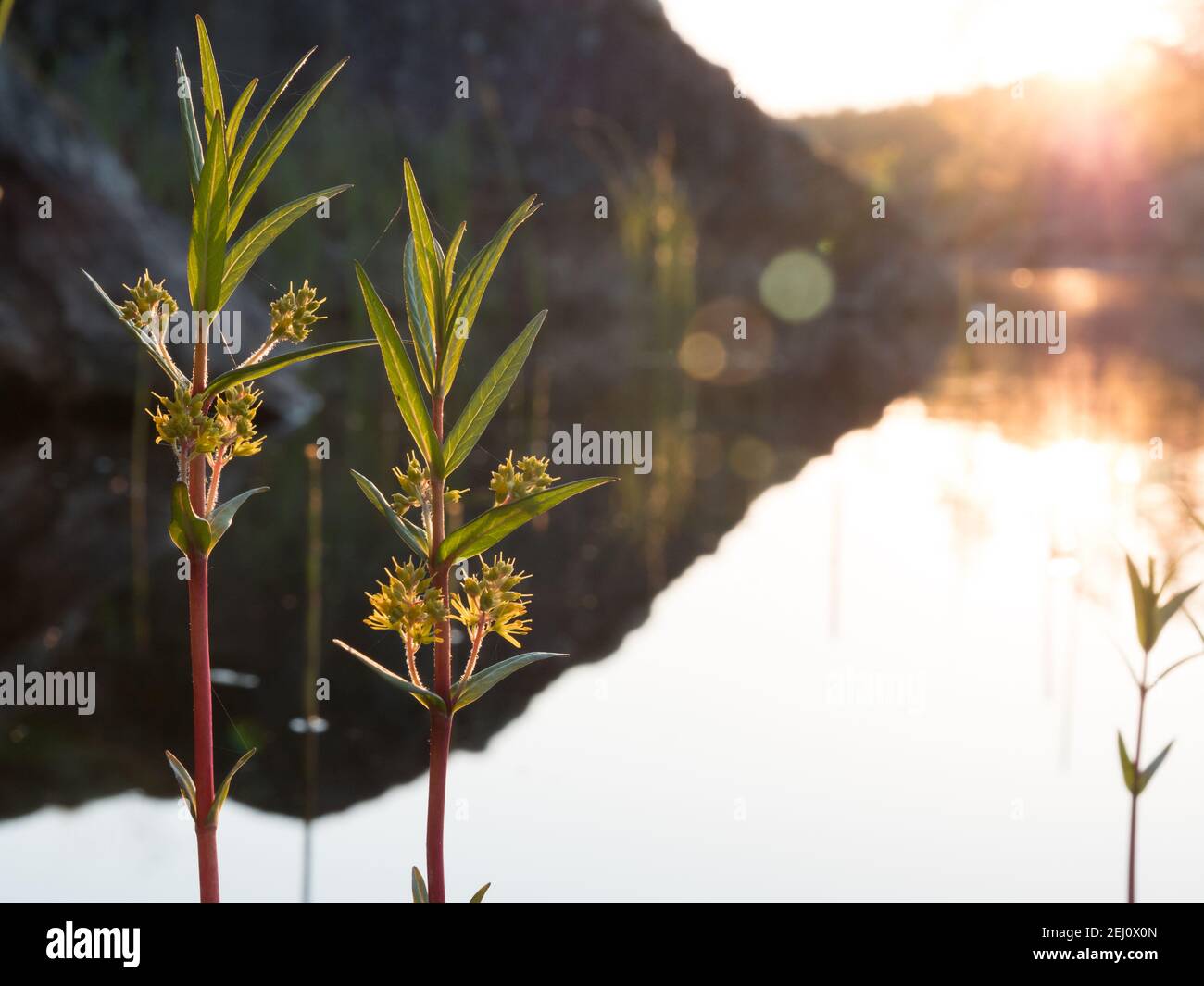 Tufted loosestrife water plants at calm lake during sunset Stock Photo