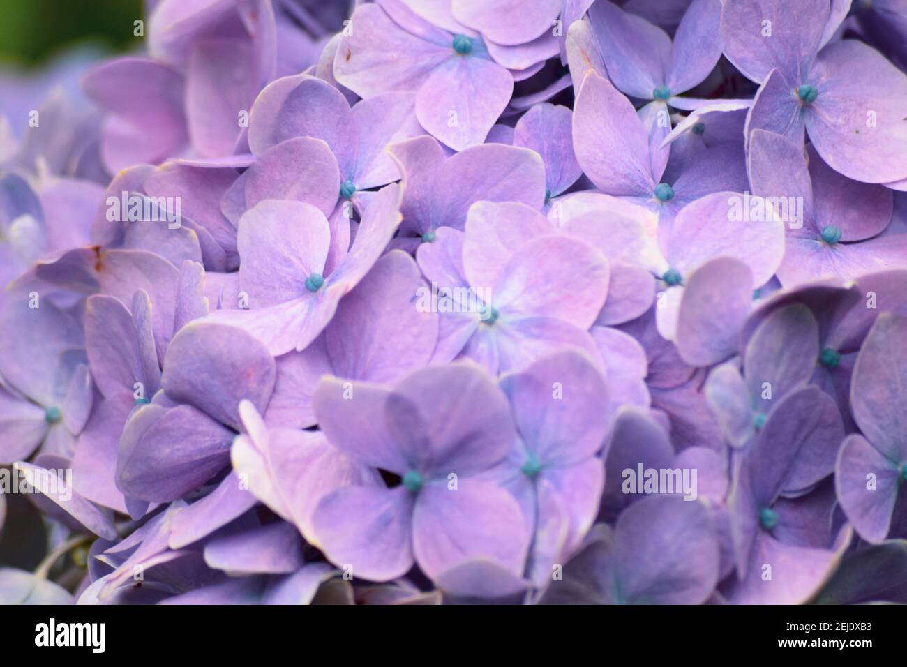 Purple flowers Stock Photo