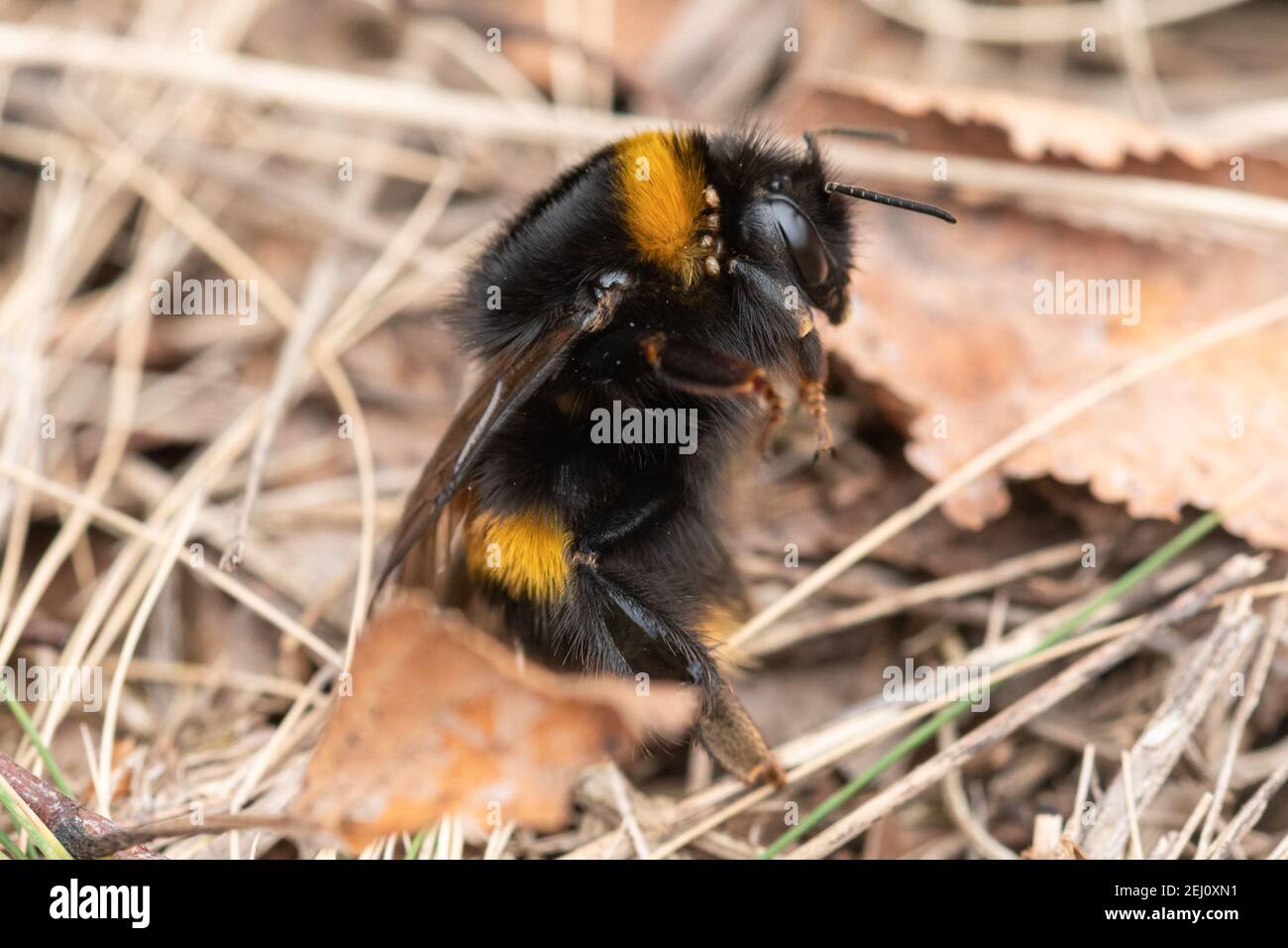 Queen buff-tailed bumblebee (Bombus terrestris) just emerged from hibernation in February, Hampshire, England, UK Stock Photo