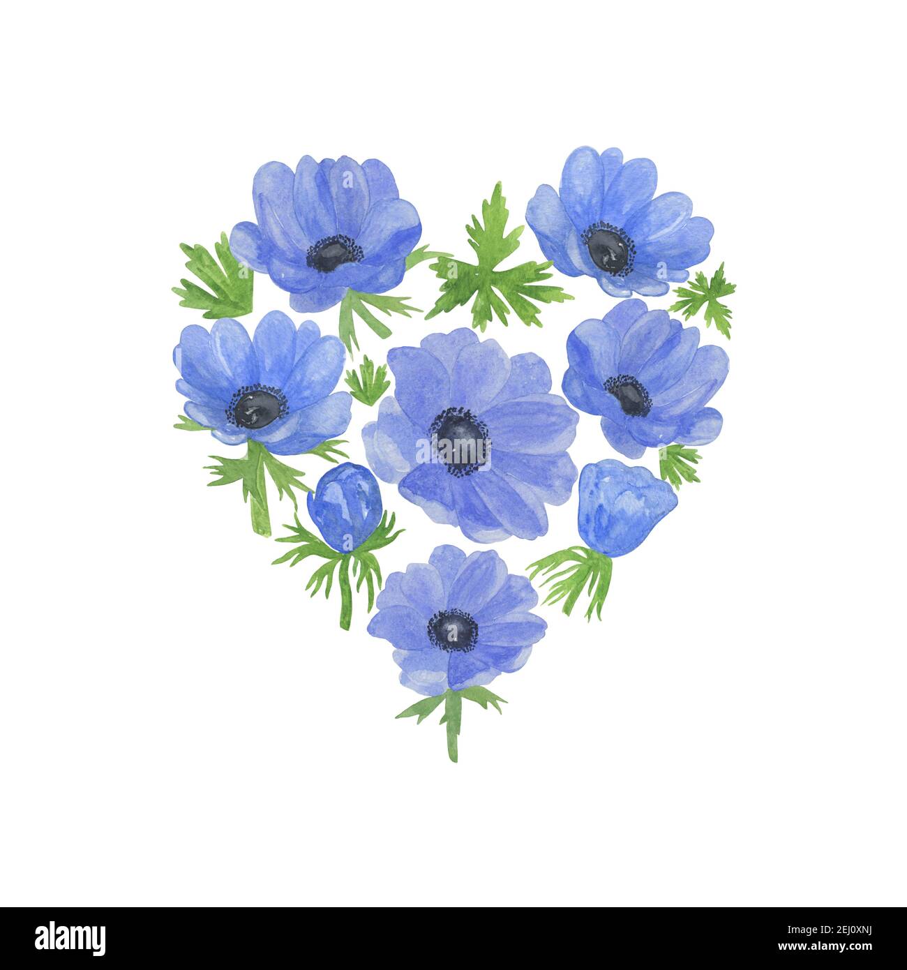 Delicate watercolor blue anemone flower and green leaves floral heart  shaped composition on the white background, simple hand drawn pattern,  greeting Stock Photo - Alamy