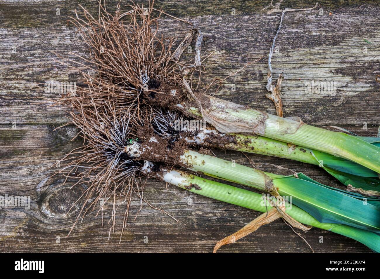 Home-grown leeks, freshly pulled for cooking. Stock Photo
