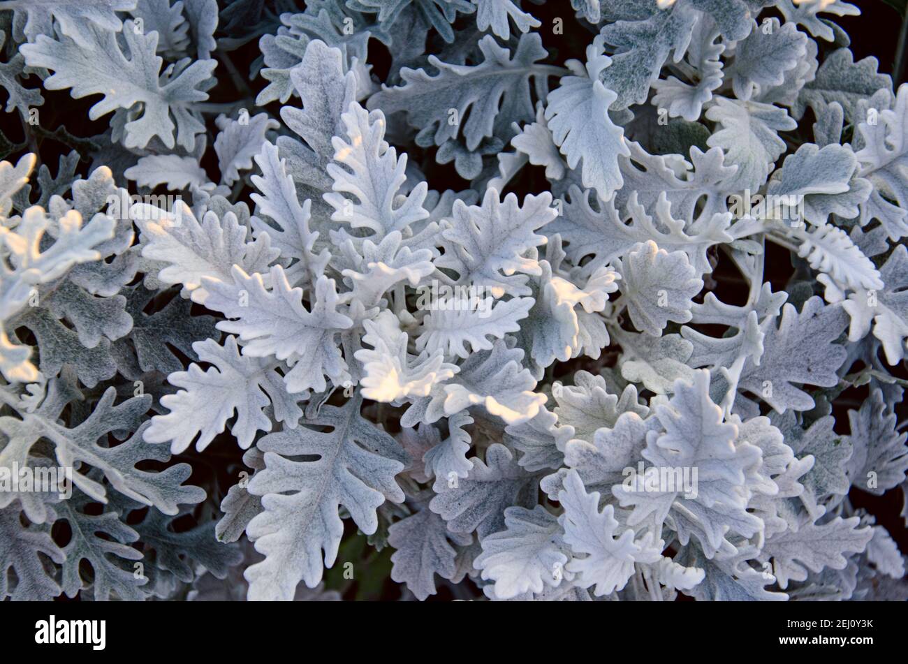 Top view of dusty miller, Centaurea cineraria or Jacobaea maritima. Silver foliage background. Closeup Stock Photo