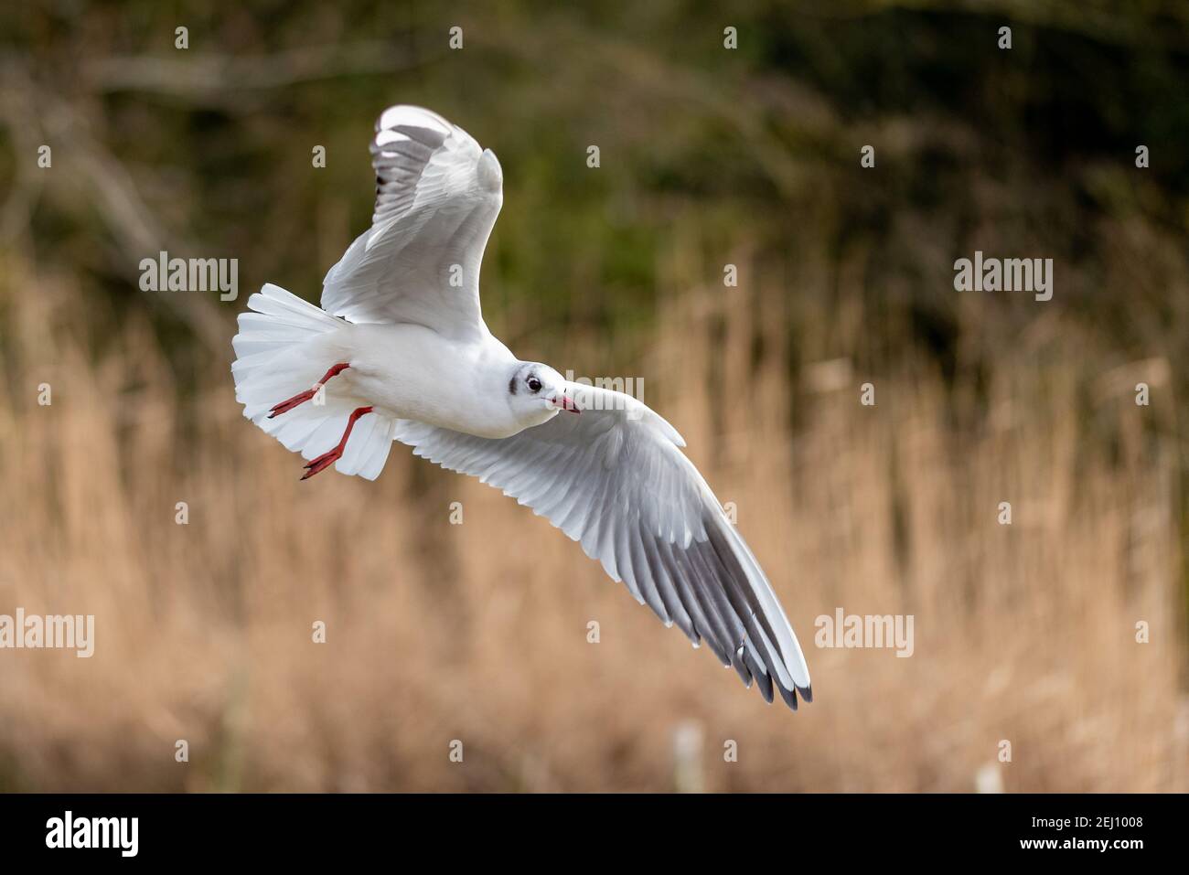 Gulls flying around a lake in the UK Stock Photo