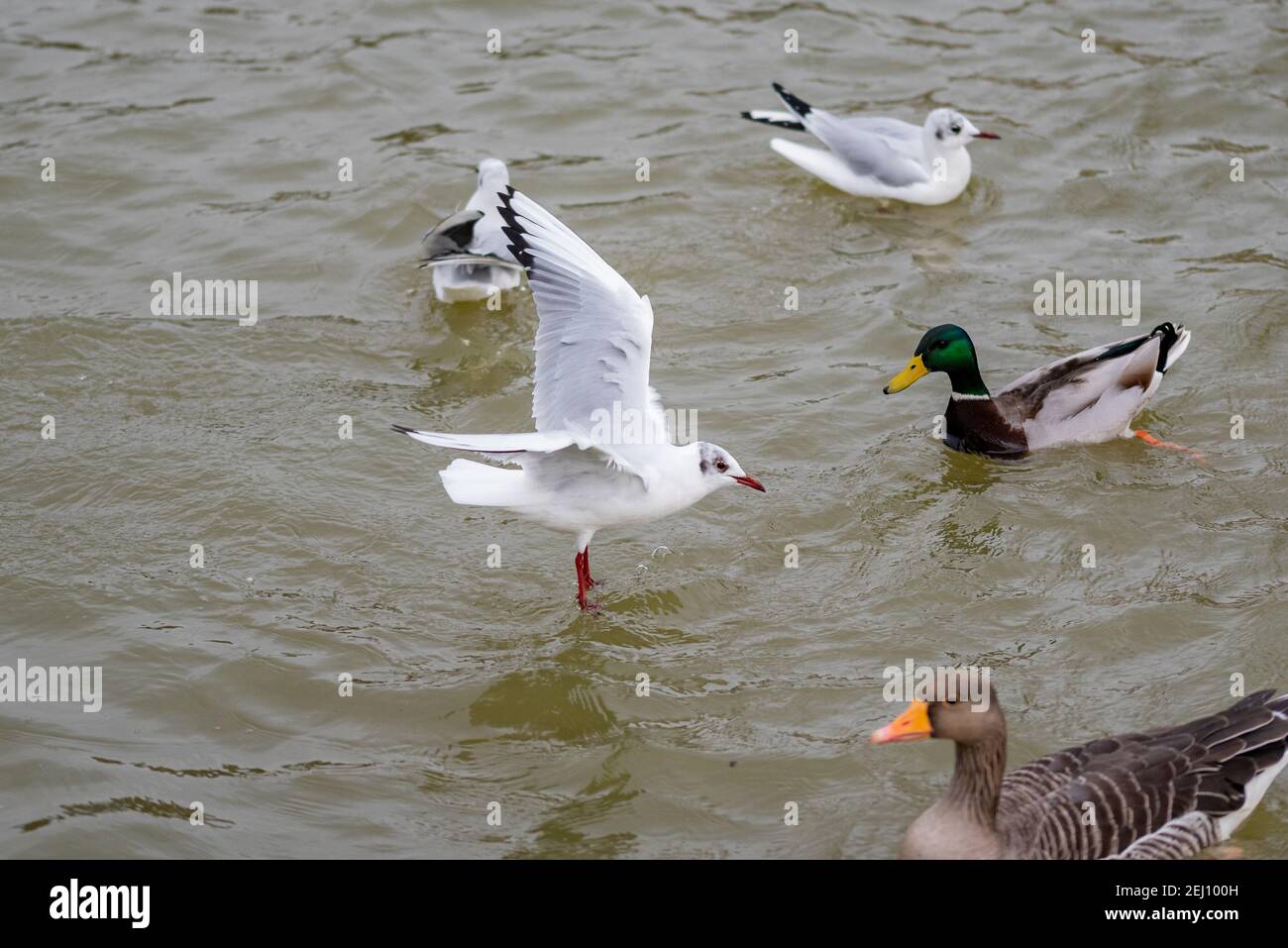 Gull landing on water with ducks Stock Photo