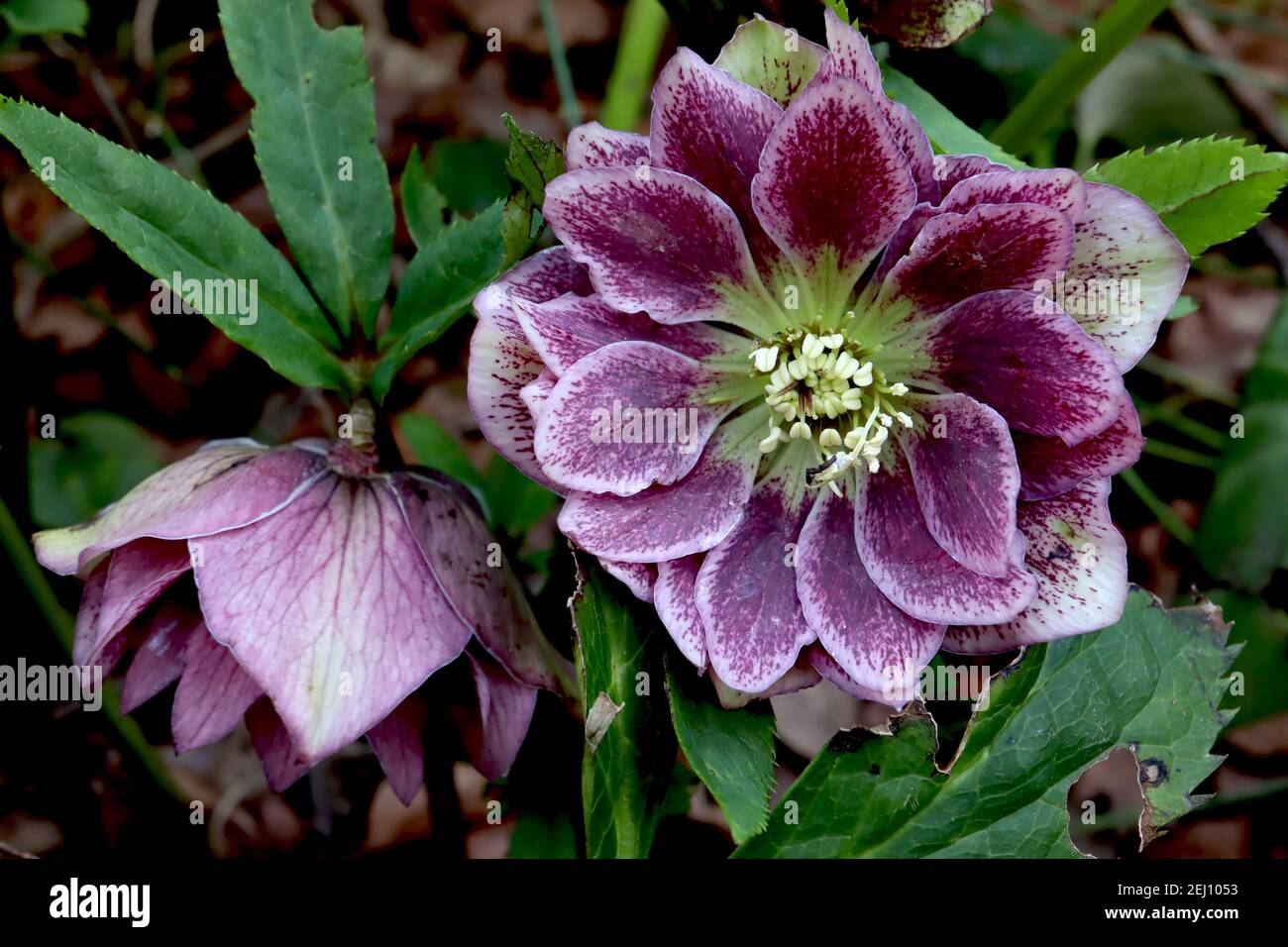 Helleborus x hybridus ‘Double Pink Dark Spot’ Hellebore Double Pink Dark Spot – double dusky pink flowers with purple blotches,  February, England, UK Stock Photo