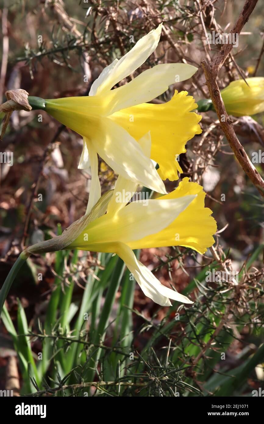 Narcissus pseudonarcissus ‘Lobularis’  wild Daffodil – flared white tepals and stout golden yellow trumpet,  February, England, UK Stock Photo