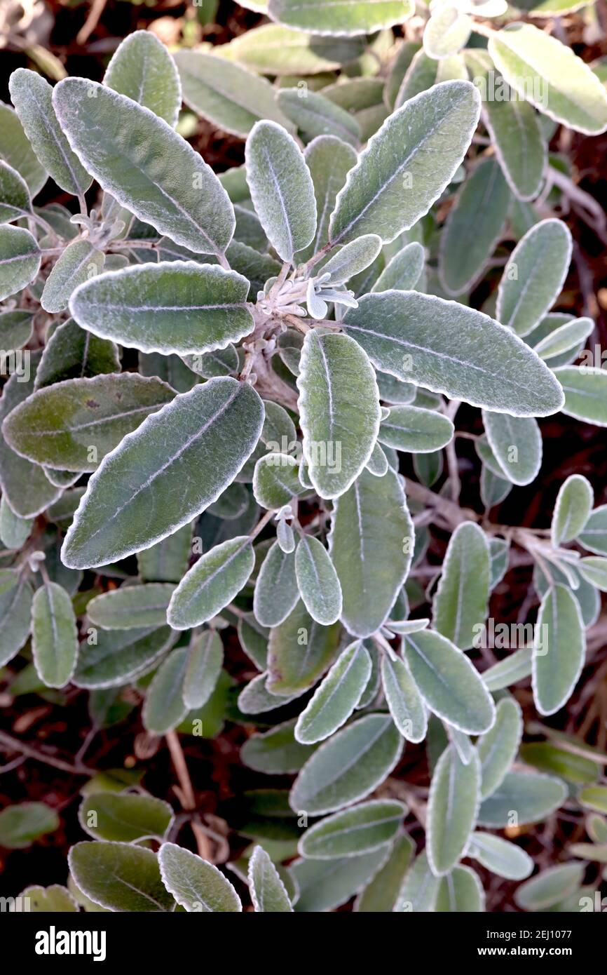 Brachyglottis greyi Daisy bush – hairy silvery grey oval leaves, February, England, UK Stock Photo