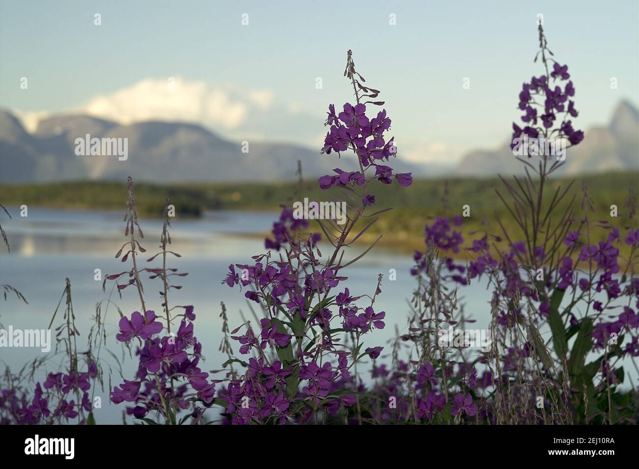 Norway, Norwegen; Rocky mountains and the sea - a typical summer landscape in northern Norway behind the Arctic Circle. Epilobium angustifolium; 柳兰 Stock Photo