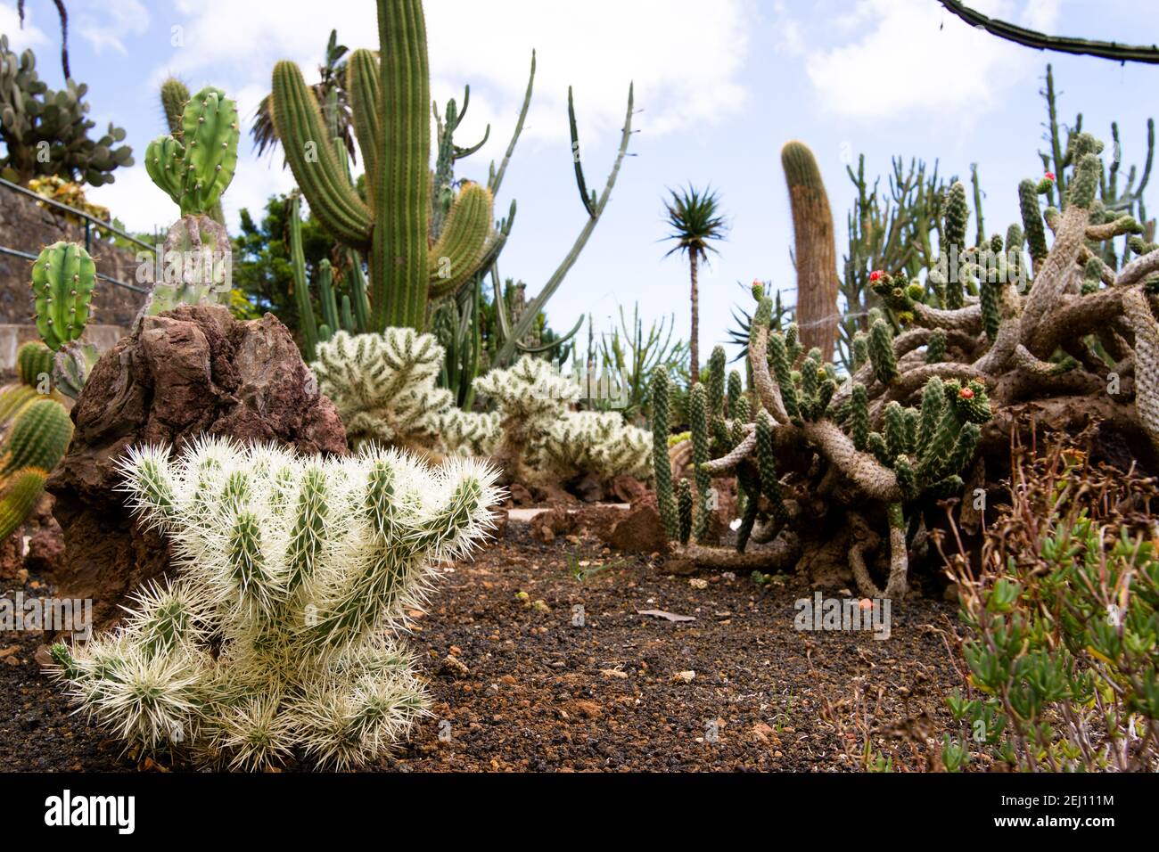 Cactus dry garden (Cylindropuntia rosea) in Madeira in summer. Stock Photo