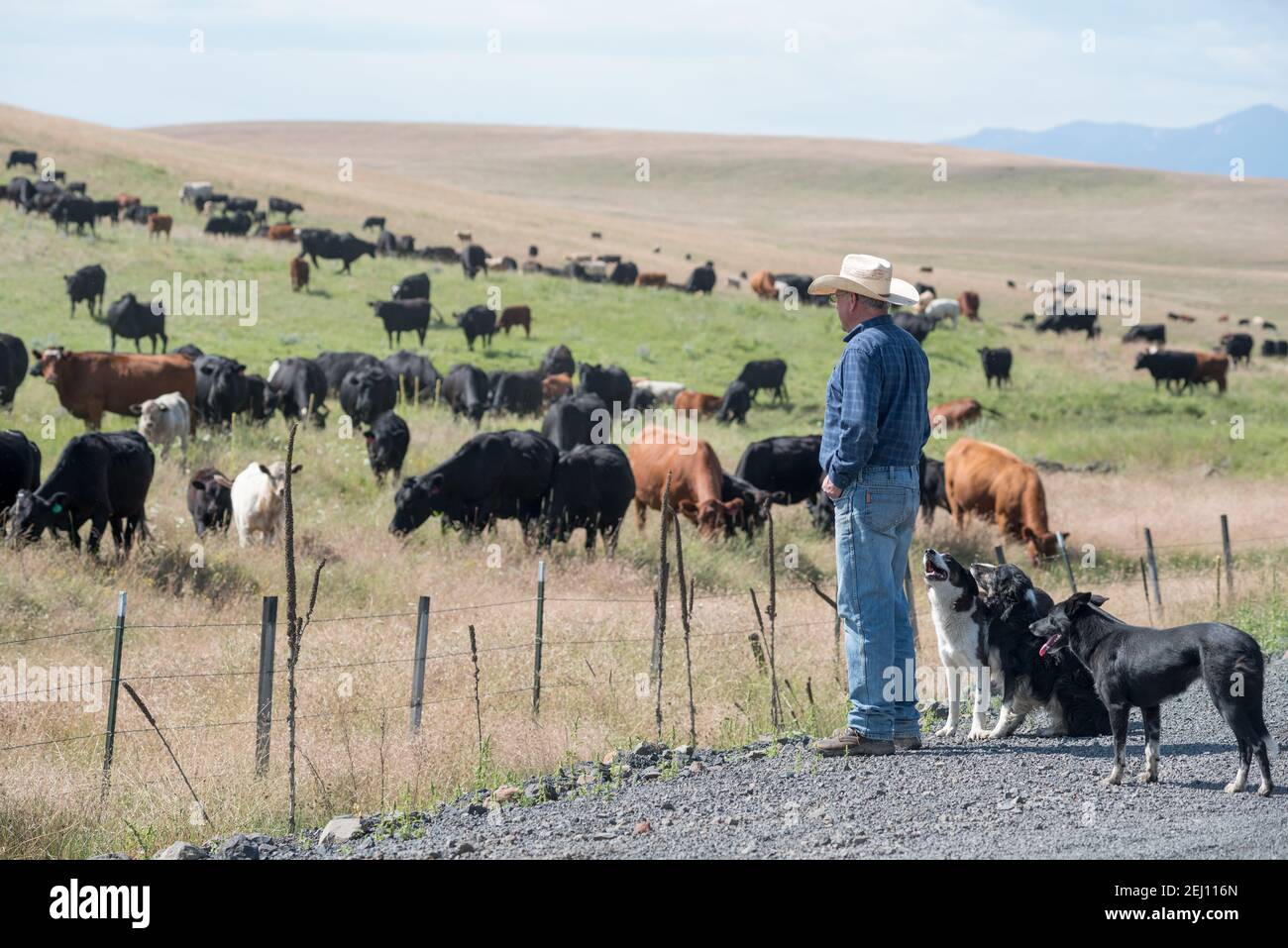 Rancher Dan Probert and his cow dogs outside a pasture with his cattle on the Zumwalt Prairie in Northeast Oregon. Stock Photo