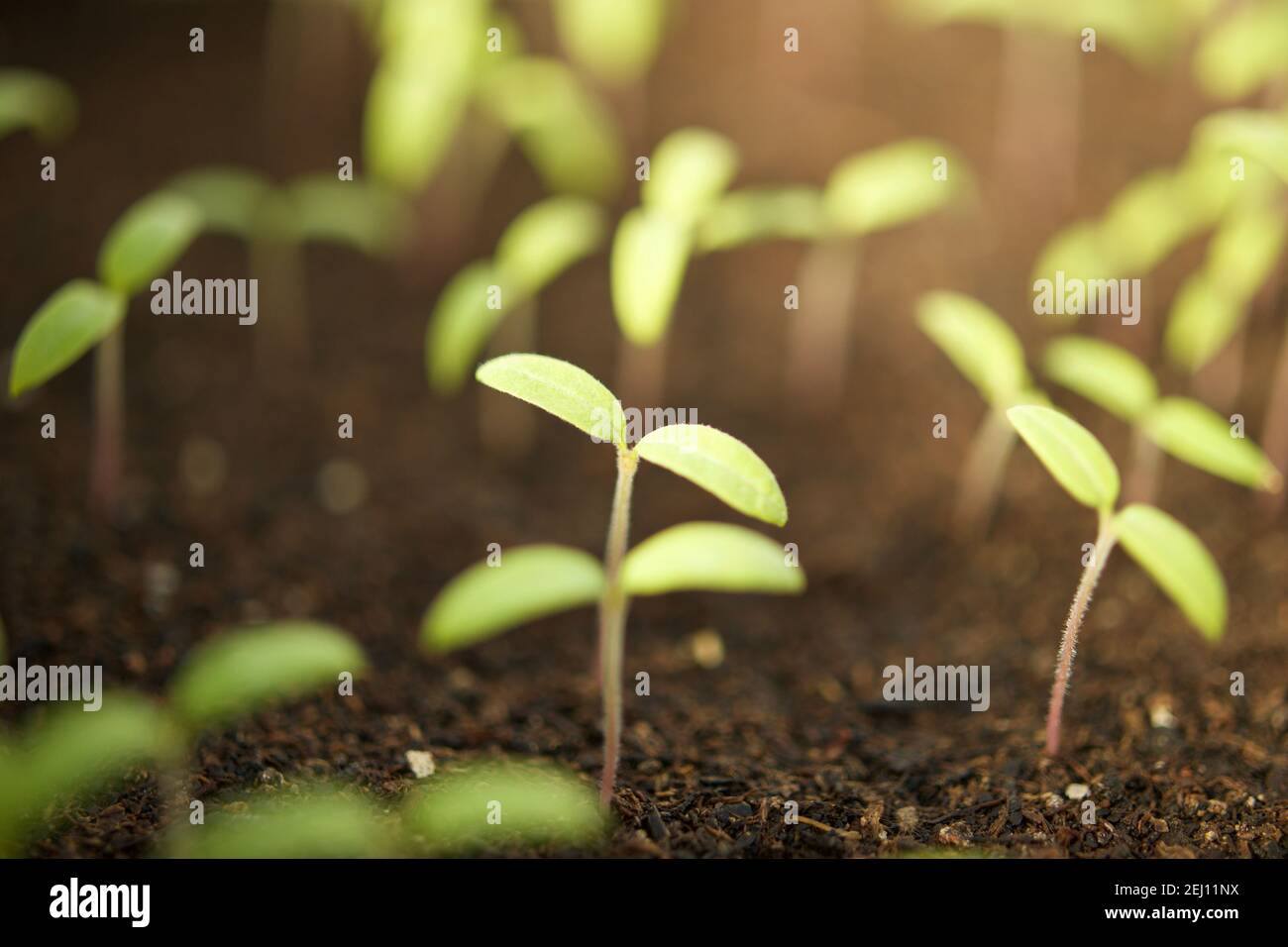 Tomato seedlings growing in soil with one in focus and center. Stock Photo